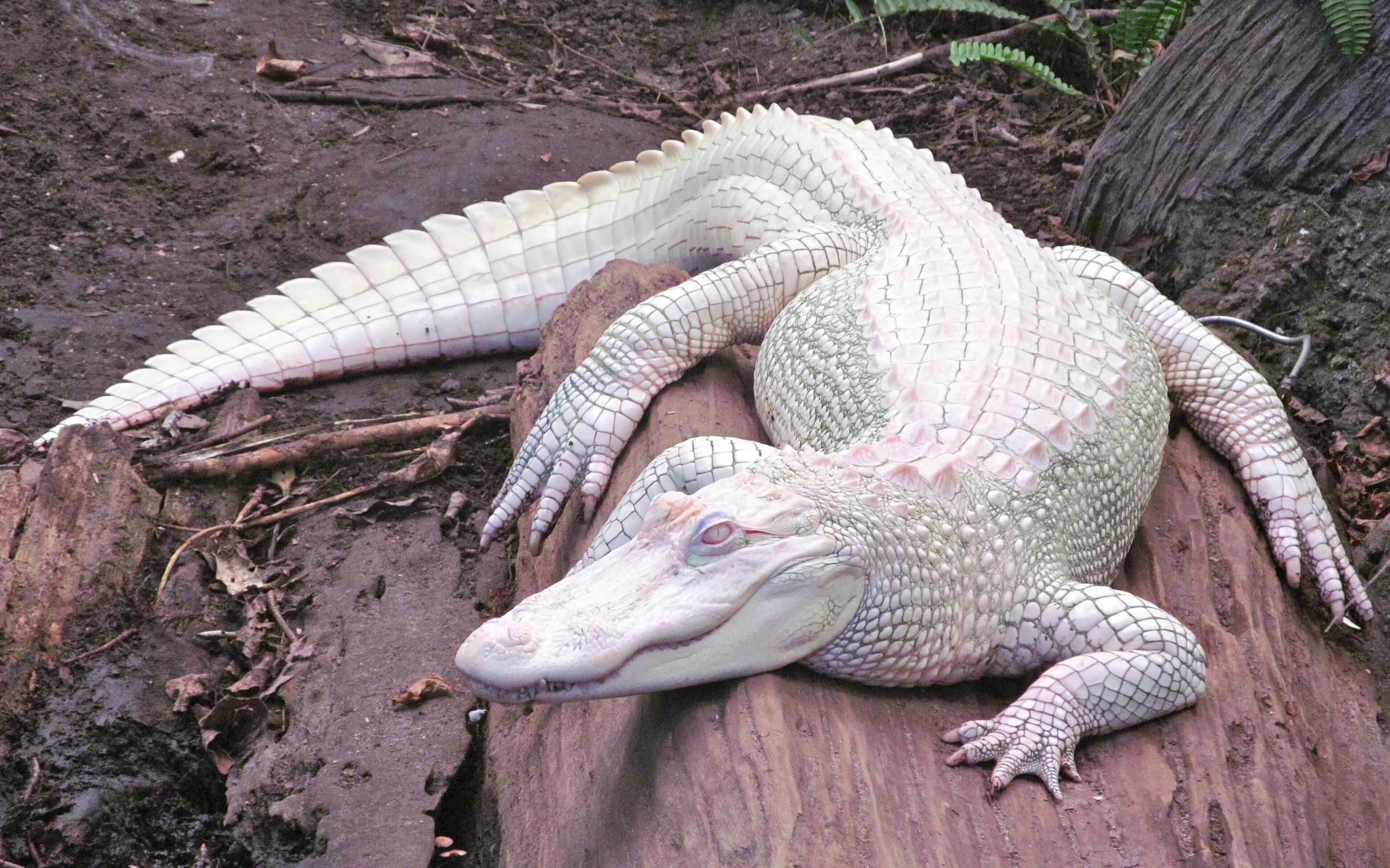 General 2560x1600 alligators albino nature animals reptiles
