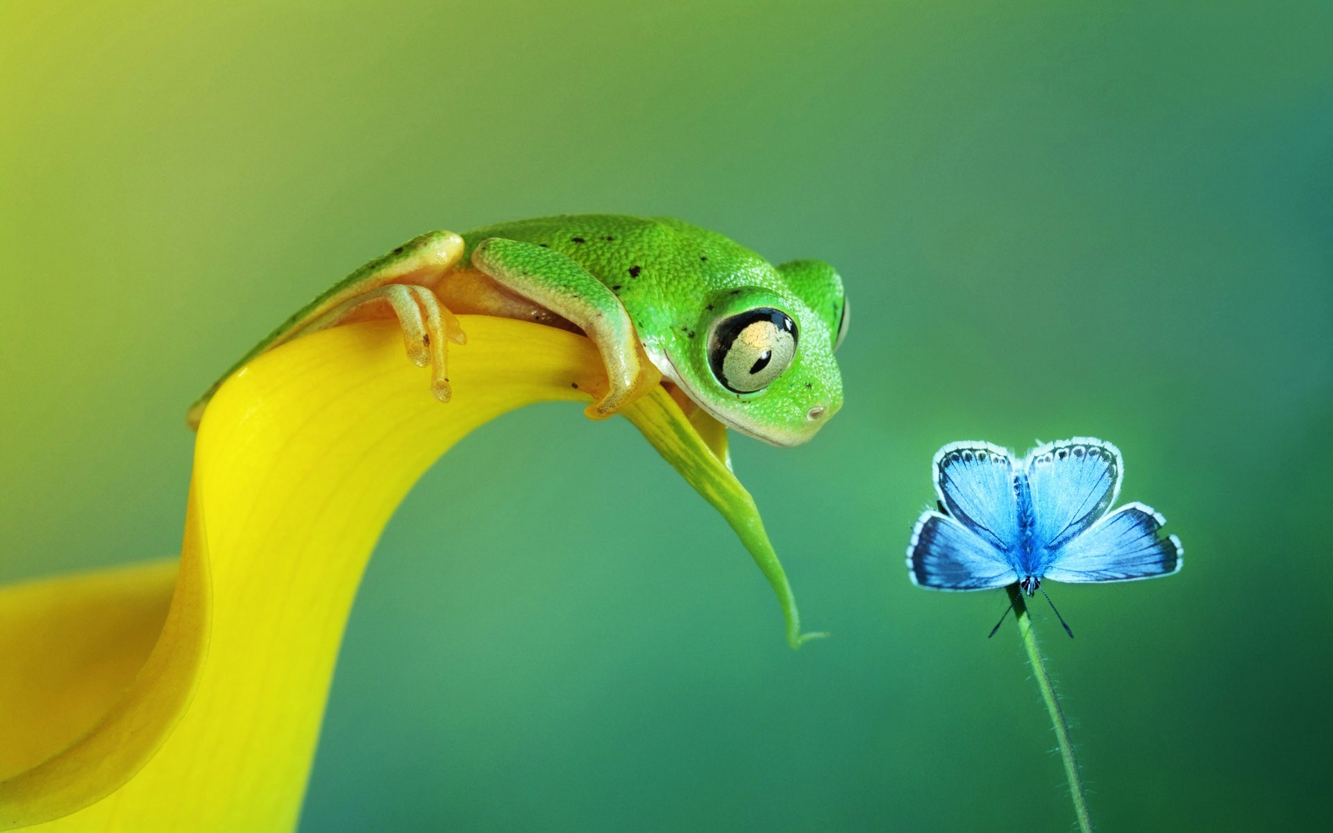 General 1920x1200 animals frog macro gradient green background insect food butterfly
