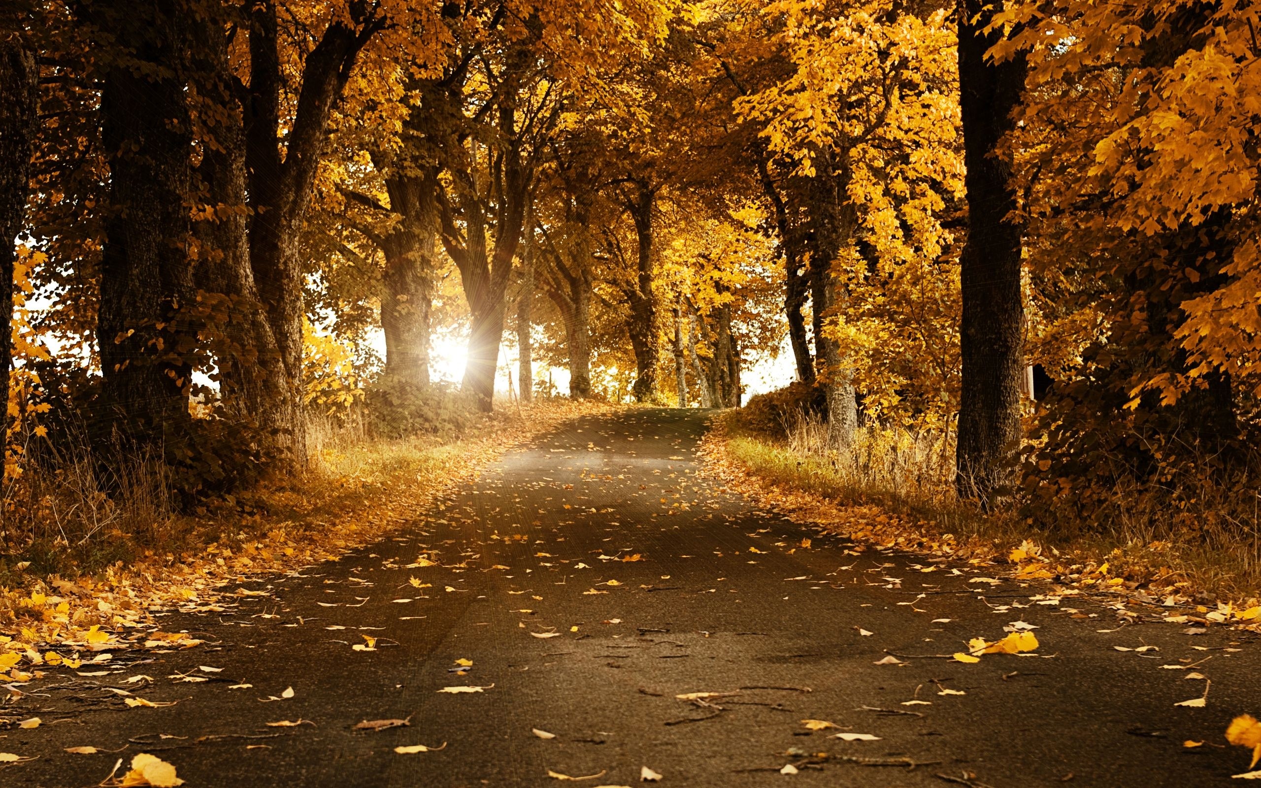 General 2560x1600 forest street fall road yellow path fallen leaves trees leaves plants
