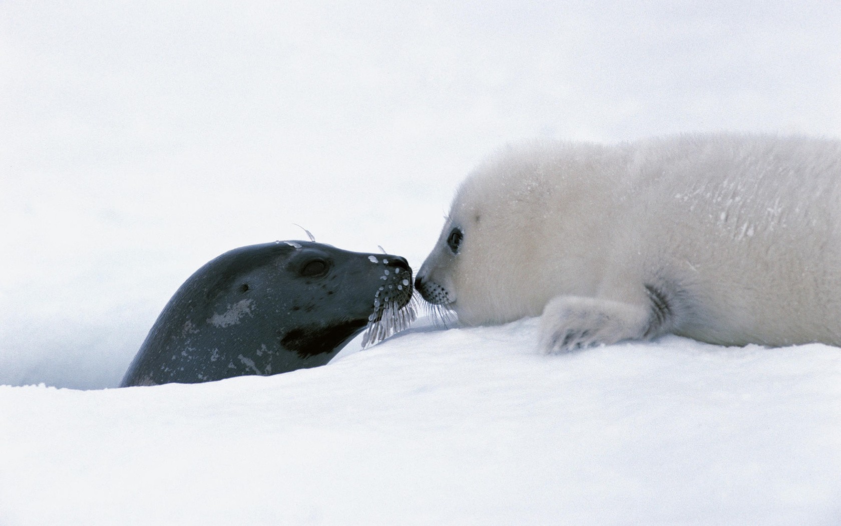 General 1680x1050 animals seals snow baby animals white mammals