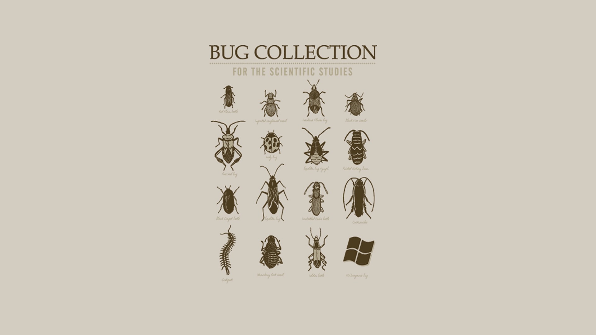 General 1920x1080 insect infographics science animals humor simple background Microsoft logo