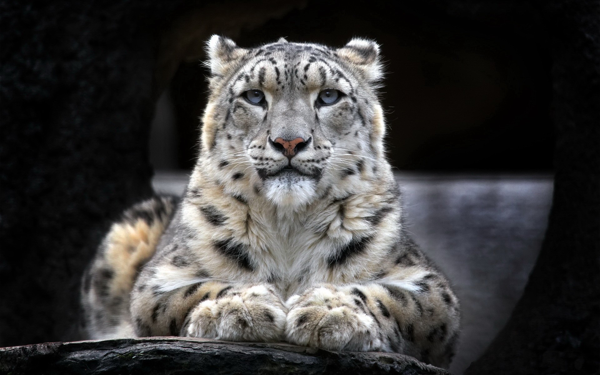 General 1920x1200 animals snow leopards leopard frontal view mammals big cats