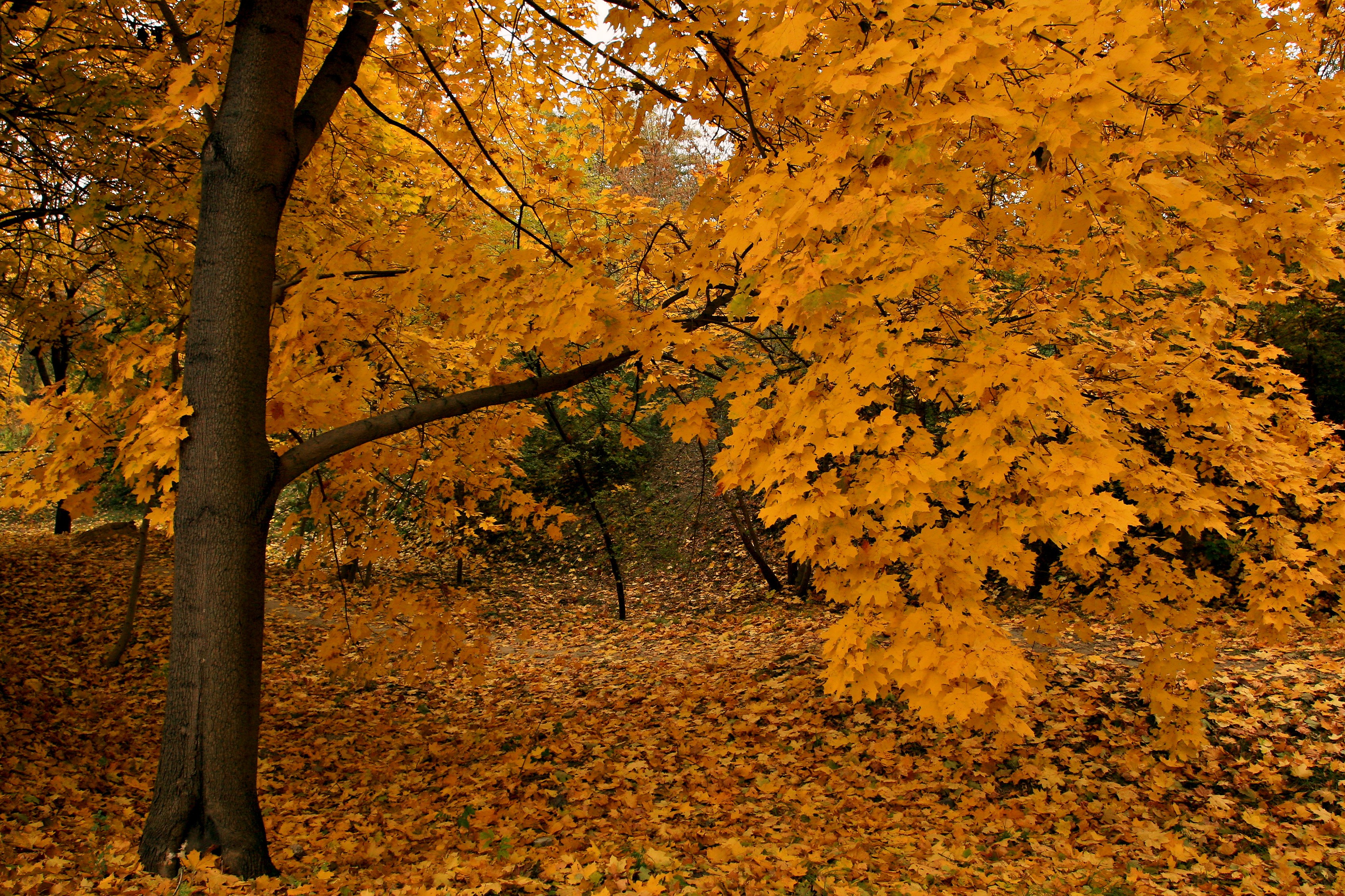 General 3390x2260 forest fall leaves trees nature fallen leaves