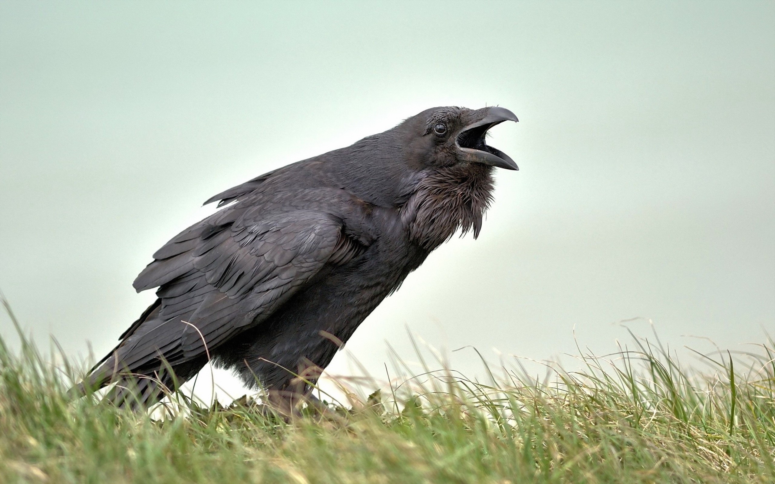General 2560x1600 animals birds raven grass outdoors nature
