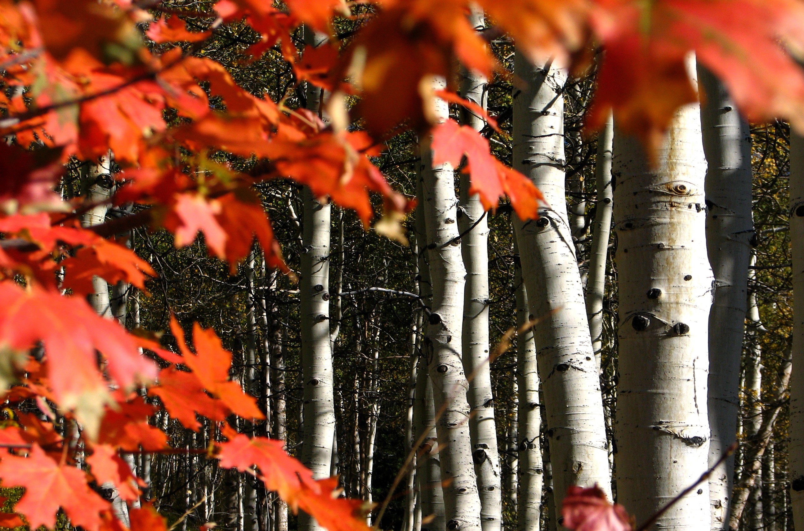 General 2592x1712 trees birch fall red leaves tree trunk plants outdoors