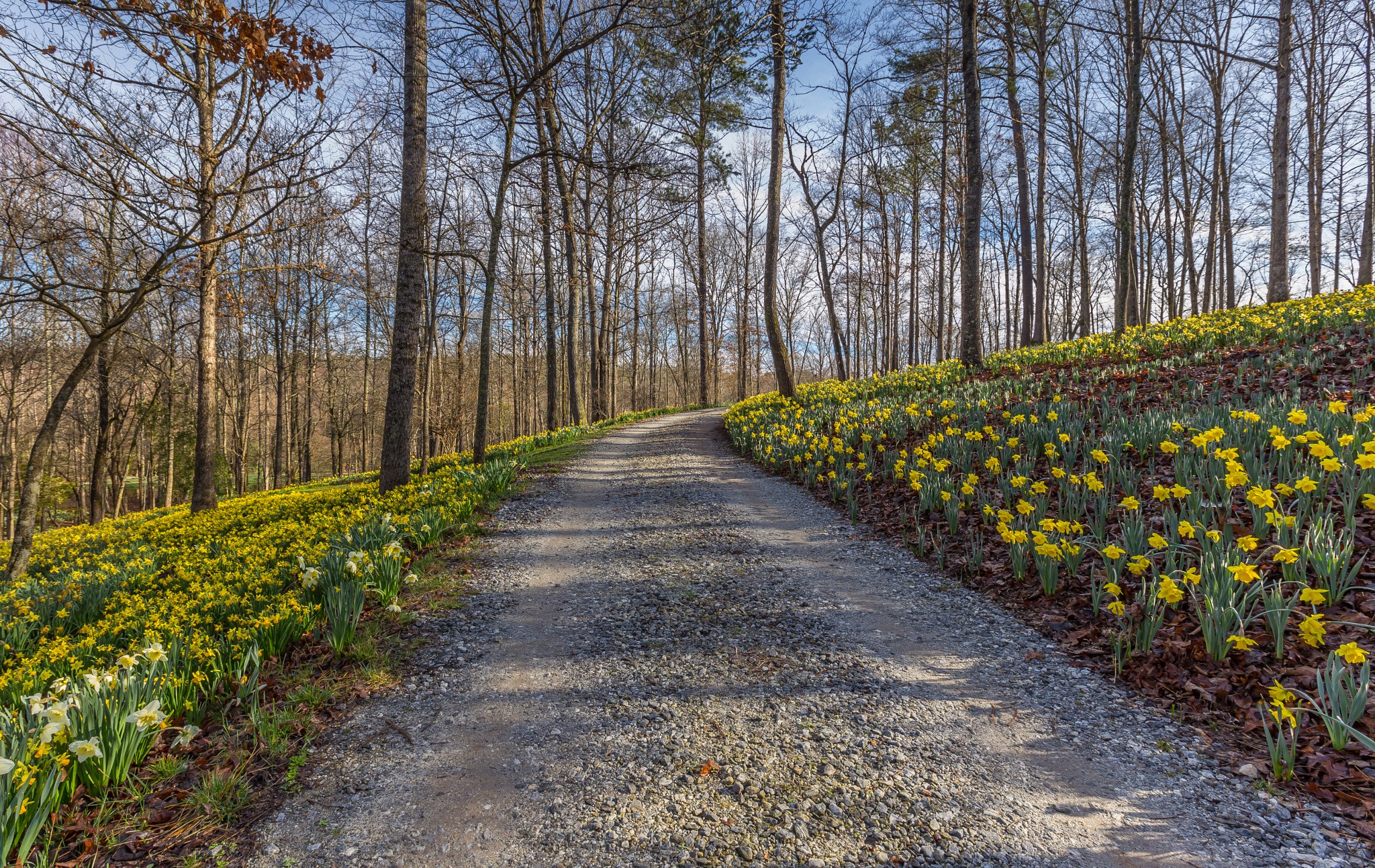 General 2048x1293 daffodils spring flowers yellow flowers dirt road outdoors plants