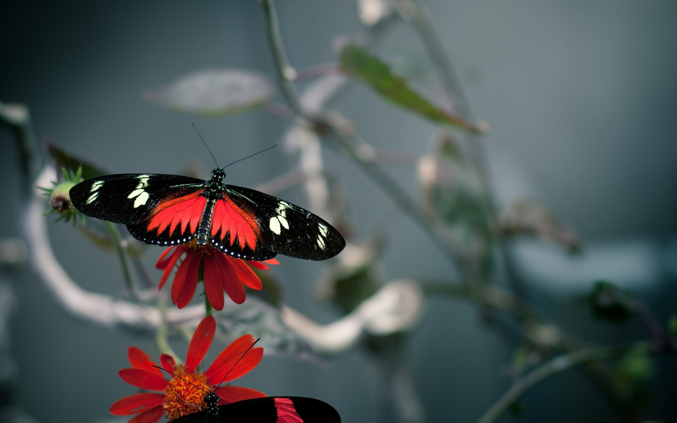 General 2560x1600 butterfly insect animals