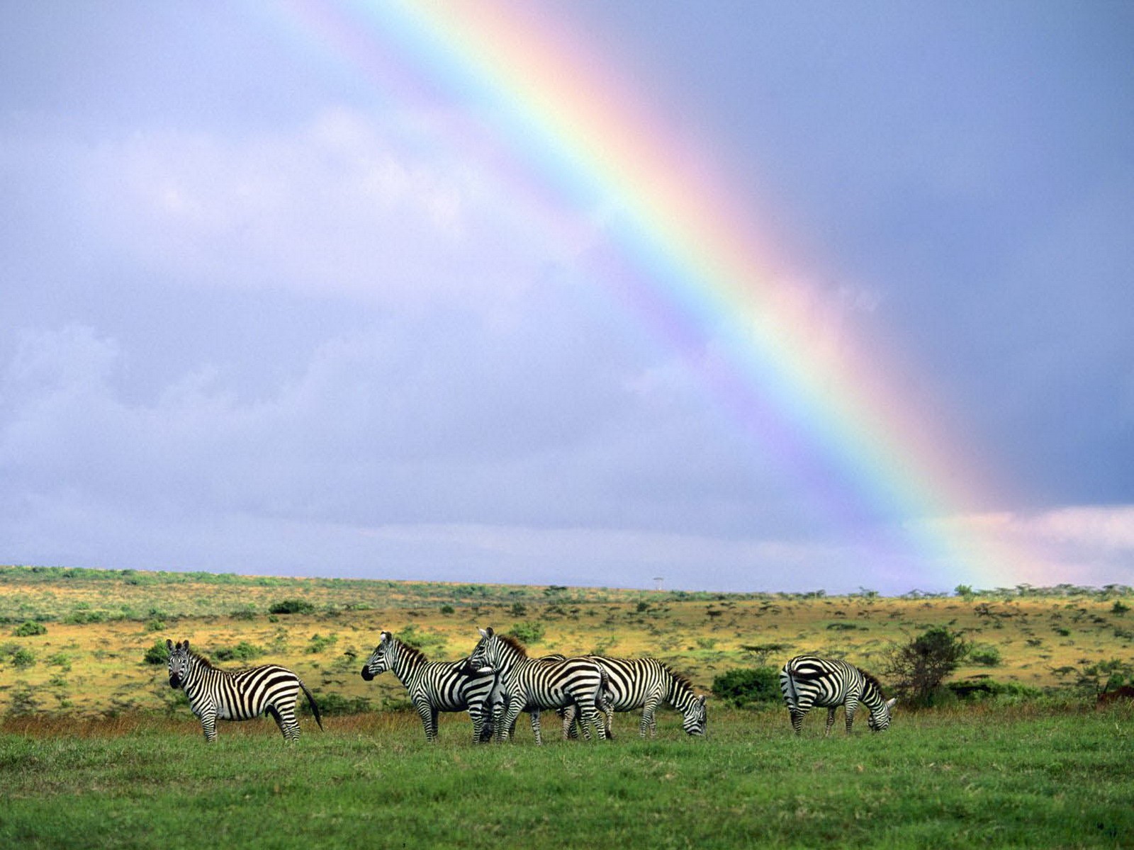 General 1600x1200 field rainbows zebras Africa savannah plains grass nature
