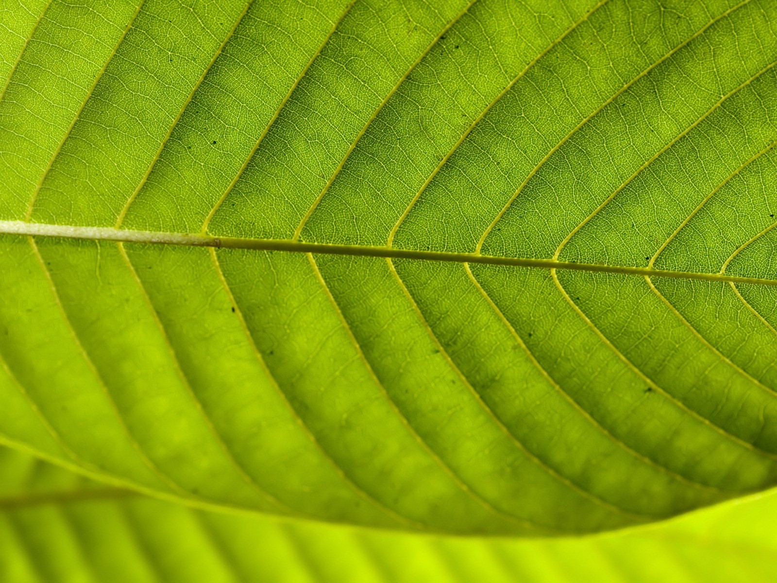 General 1600x1200 leaves macro plants green closeup
