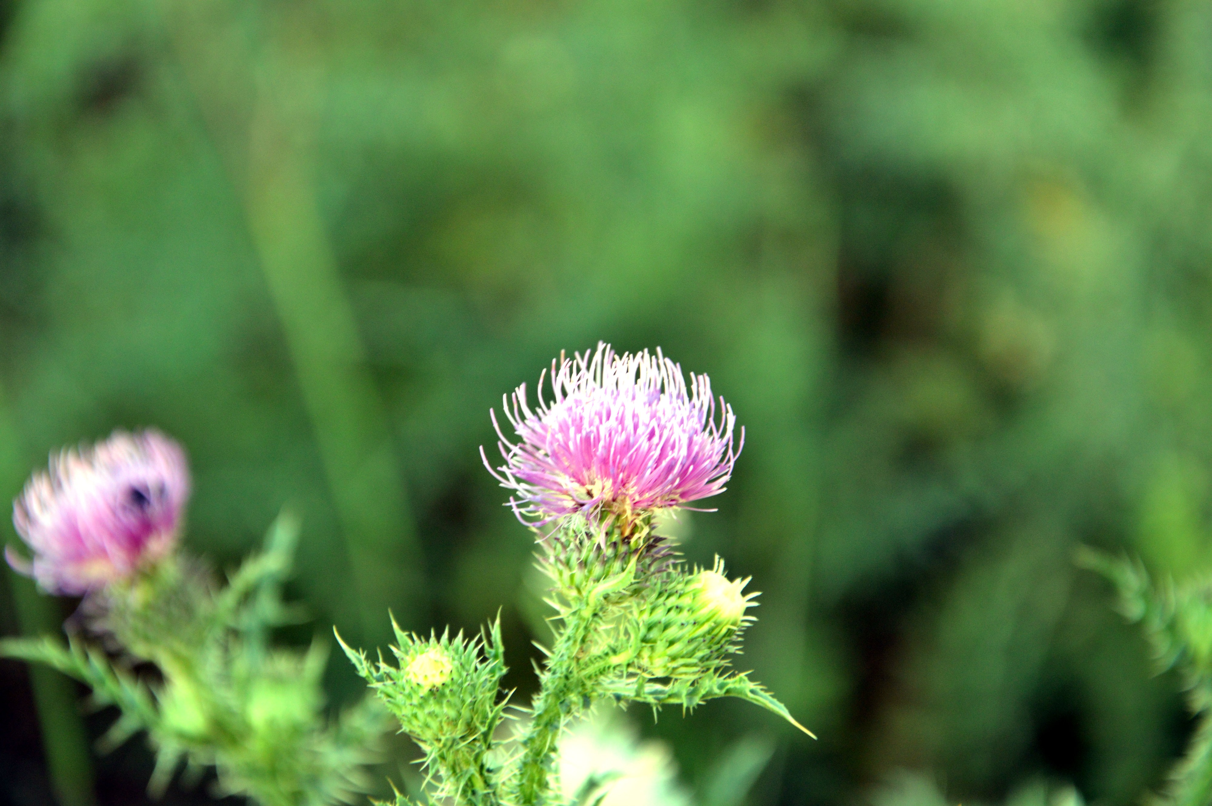 General 4000x2660 nature plants green thistles