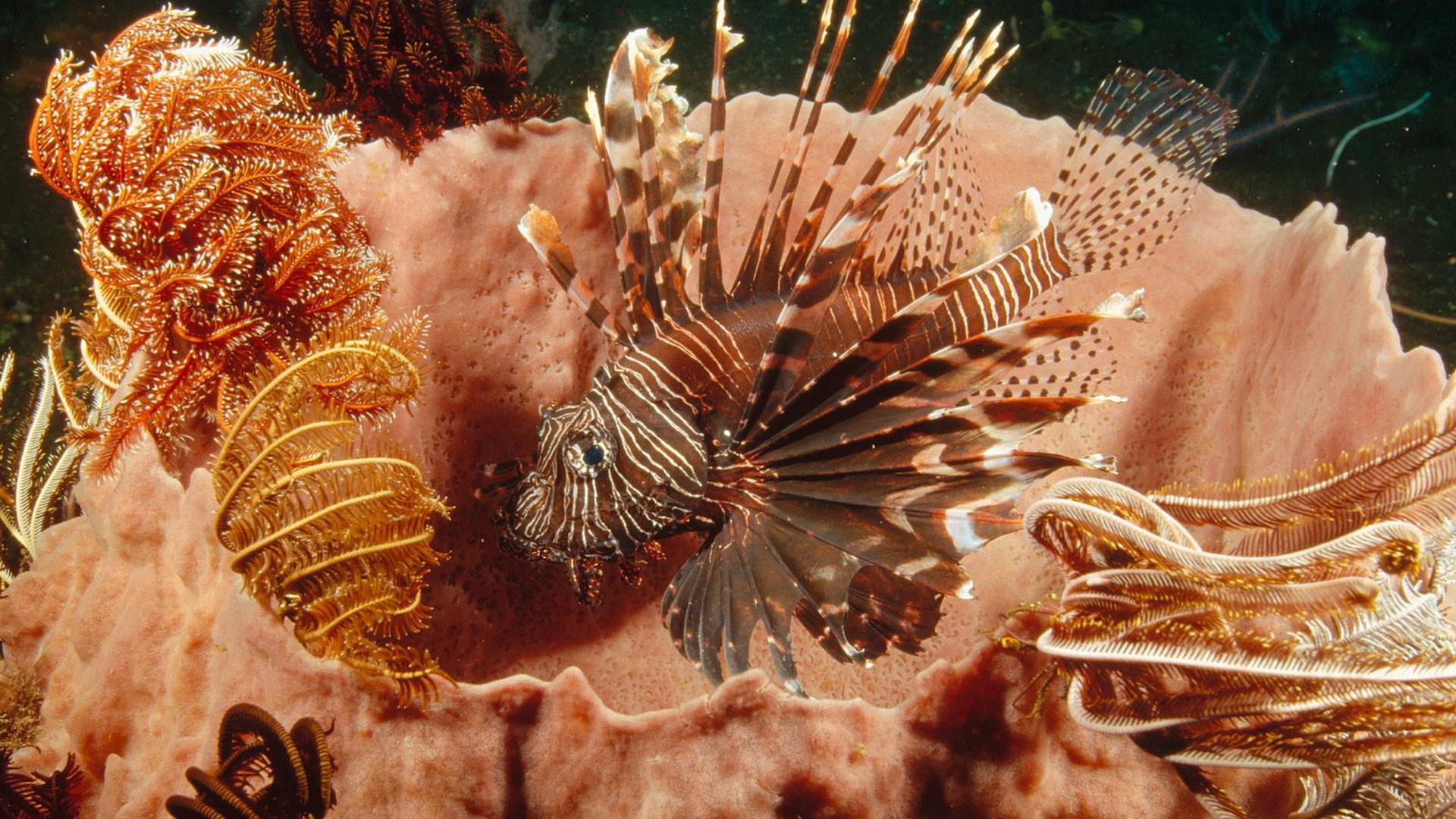 General 1920x1080 lionfish coral nature sea brown underwater fish animals