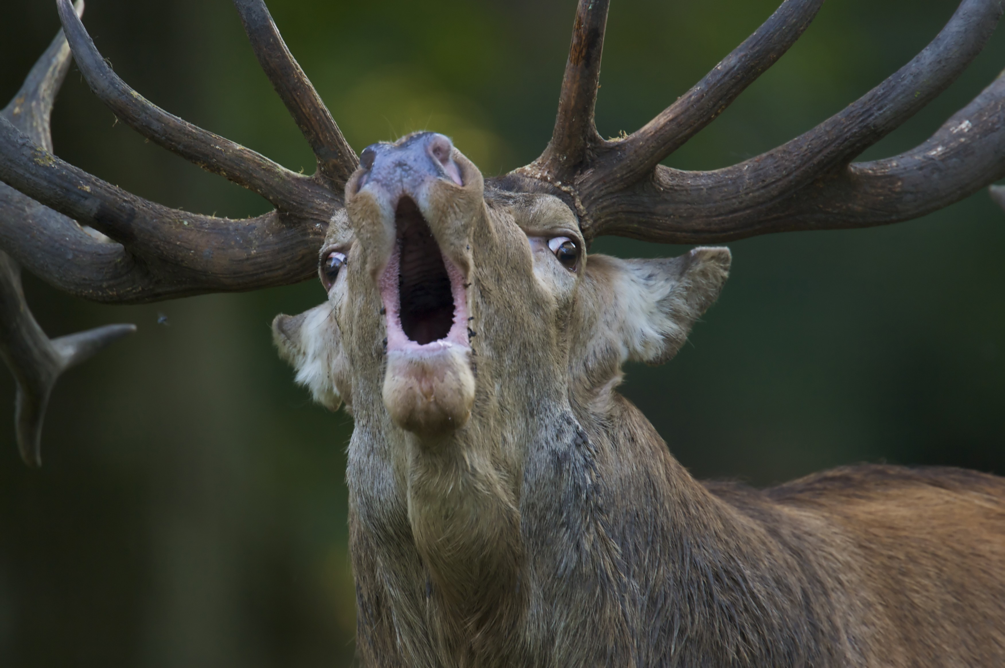 General 3504x2332 animals nature deer open mouth antlers depth of field fur muzzles roar mammals