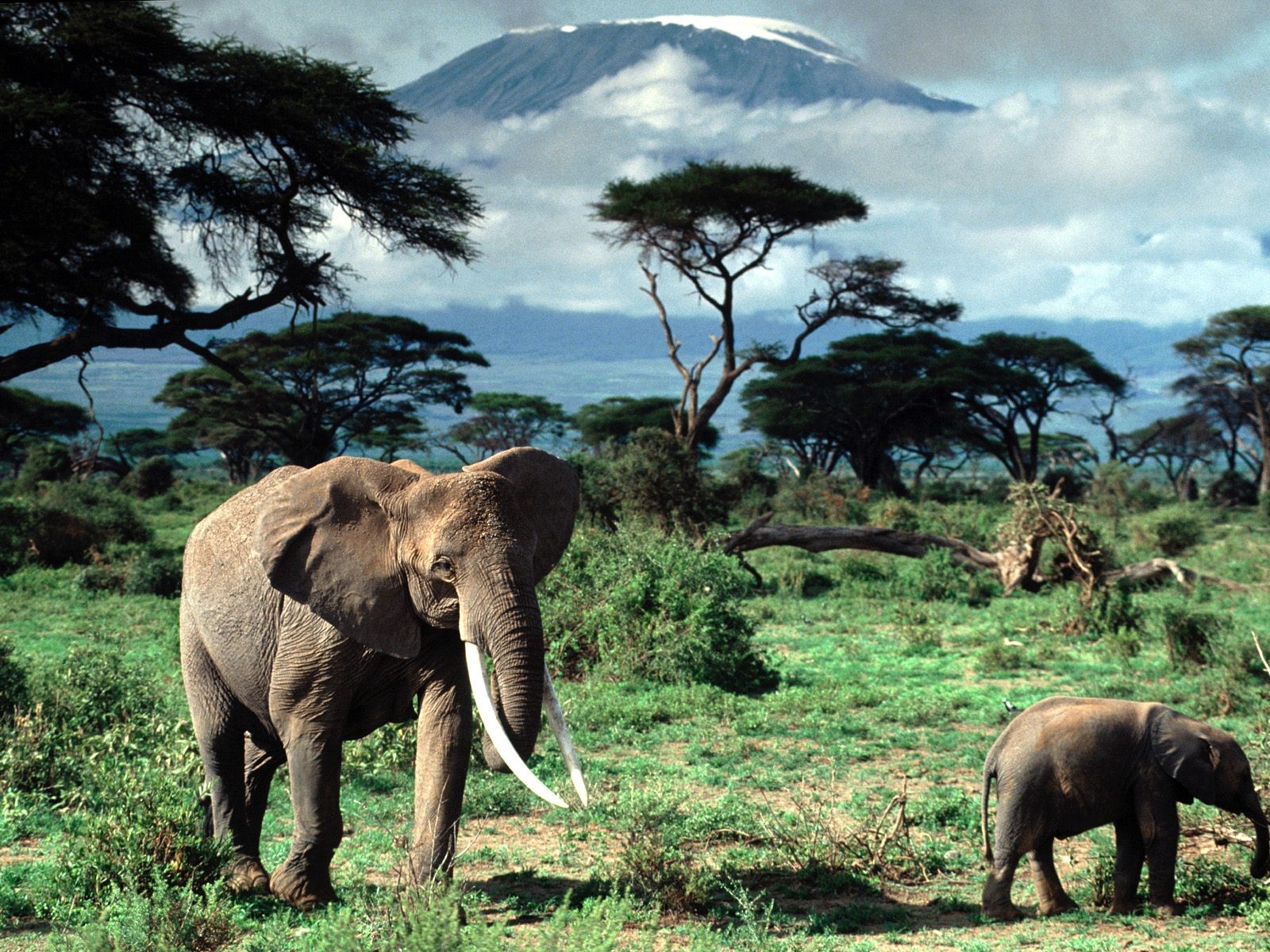 General 1600x1200 elephant Africa animals savannah Mount Kilimanjaro landscape mammals nature