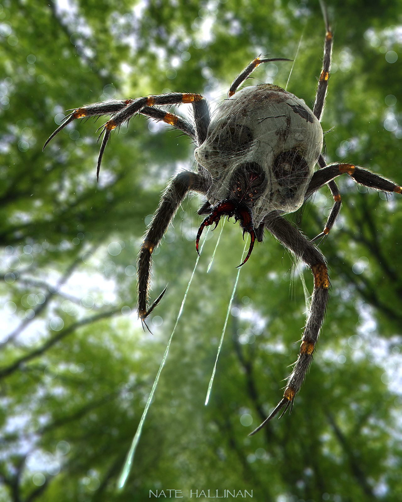 General 1280x1600 realistic spider animals horror skull