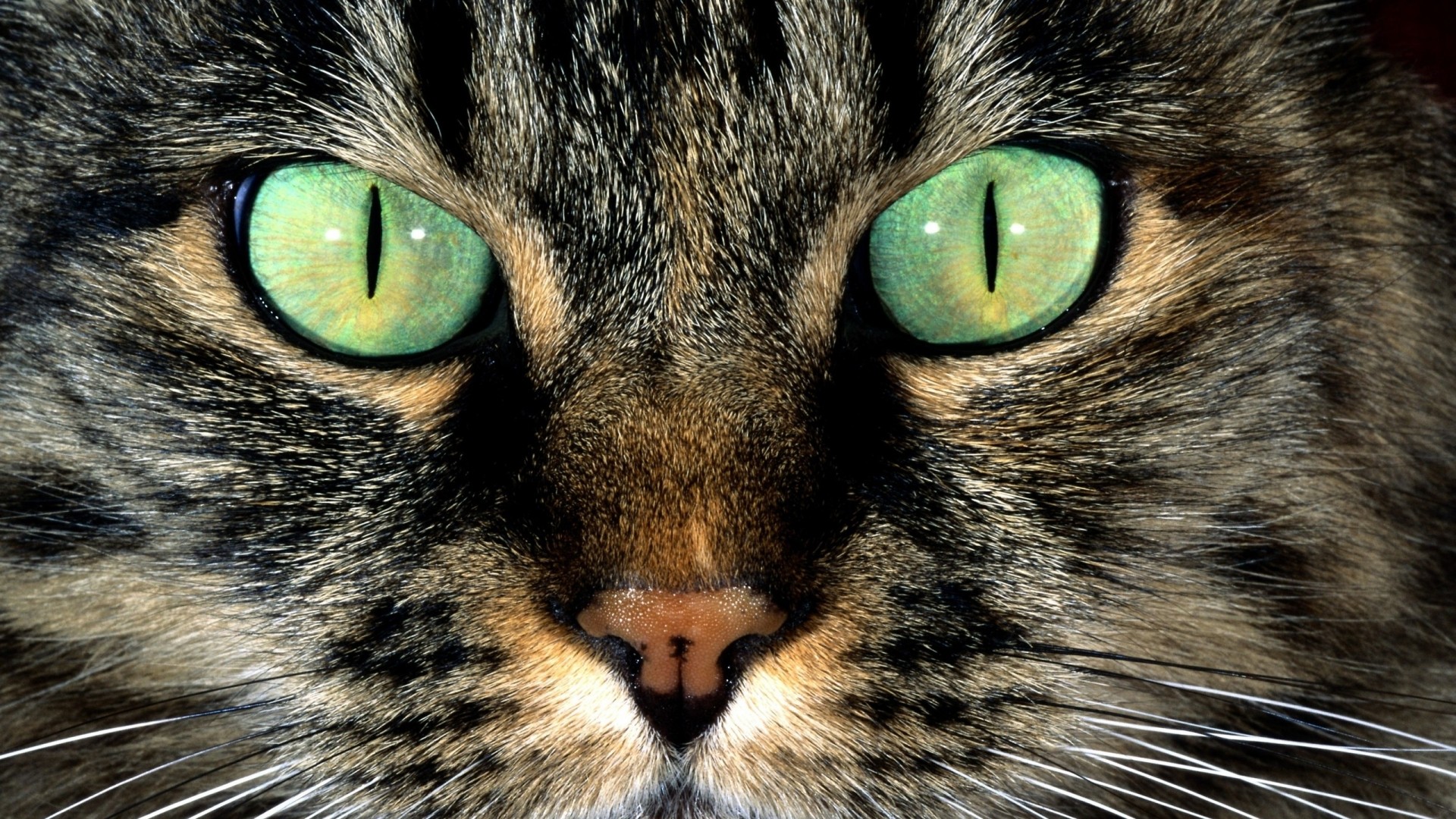 General 1920x1080 animals cats green eyes closeup hair   fur mammals animal eyes