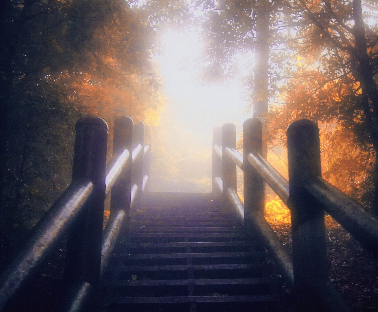 General 1500x1237 nature stairs mist trees leaves fall sunlight