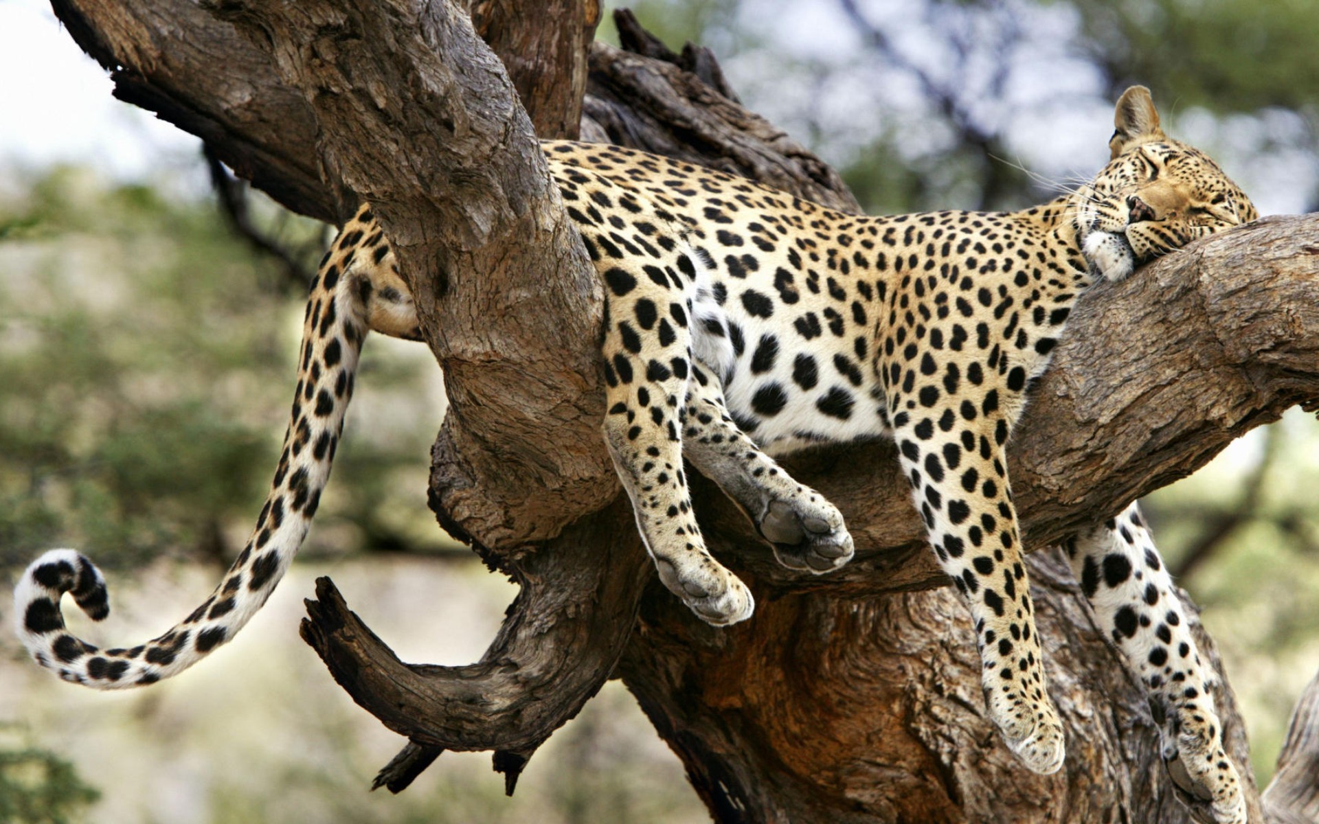 General 1920x1200 animals nature jaguars leopard big cats sleeping relaxing
