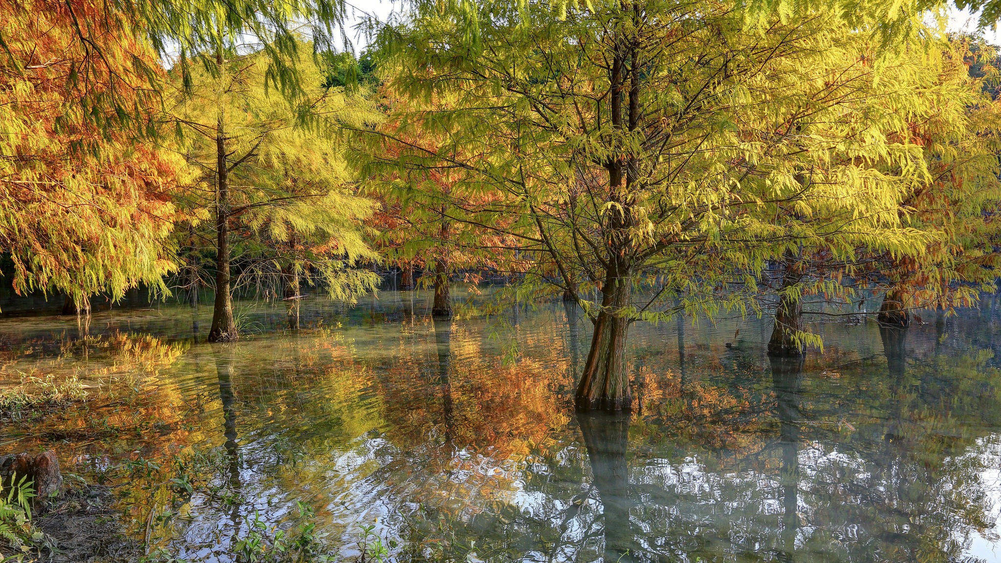 General 2048x1152 water nature trees reflection