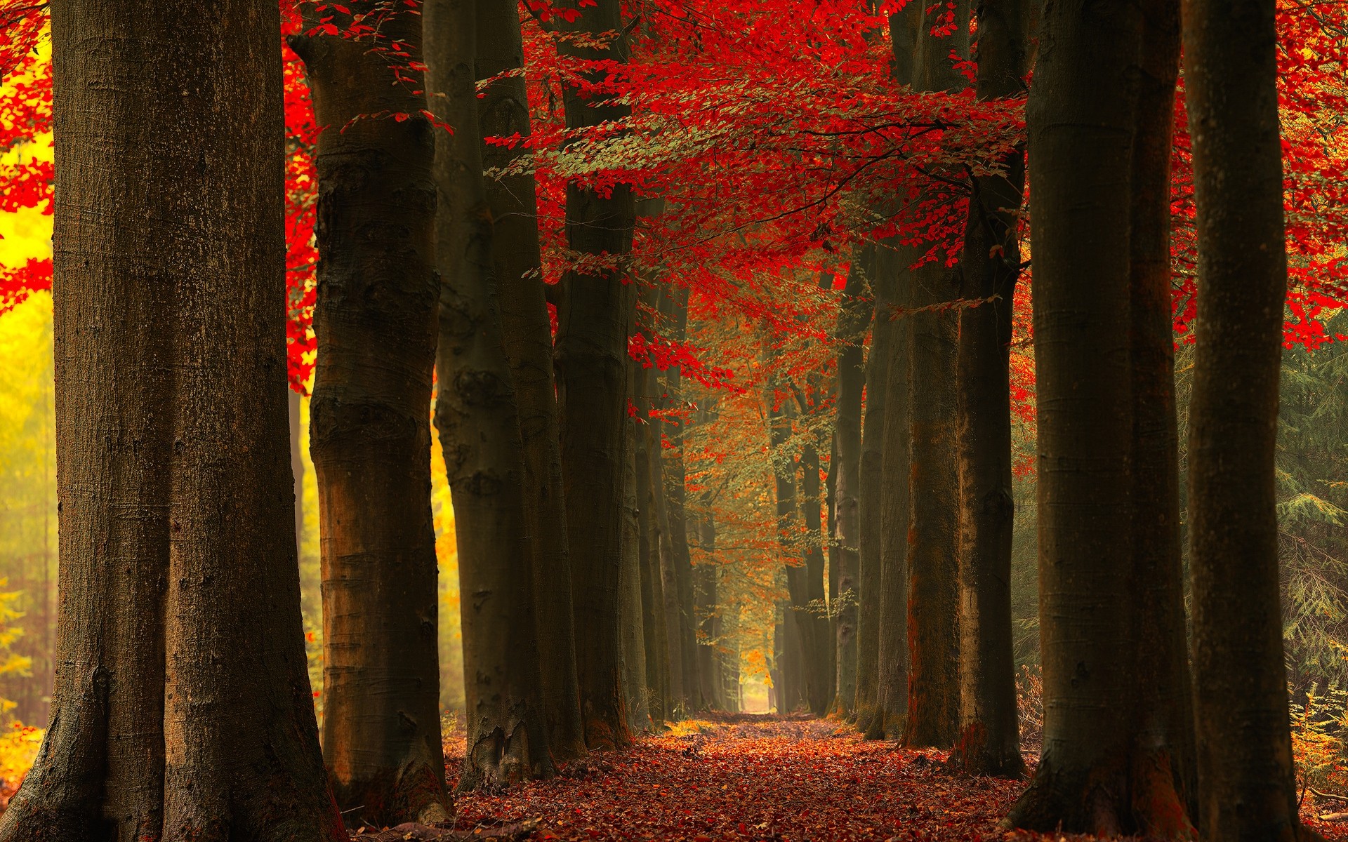 General 1920x1200 nature fall forest leaves red mist trees path sunlight yellow