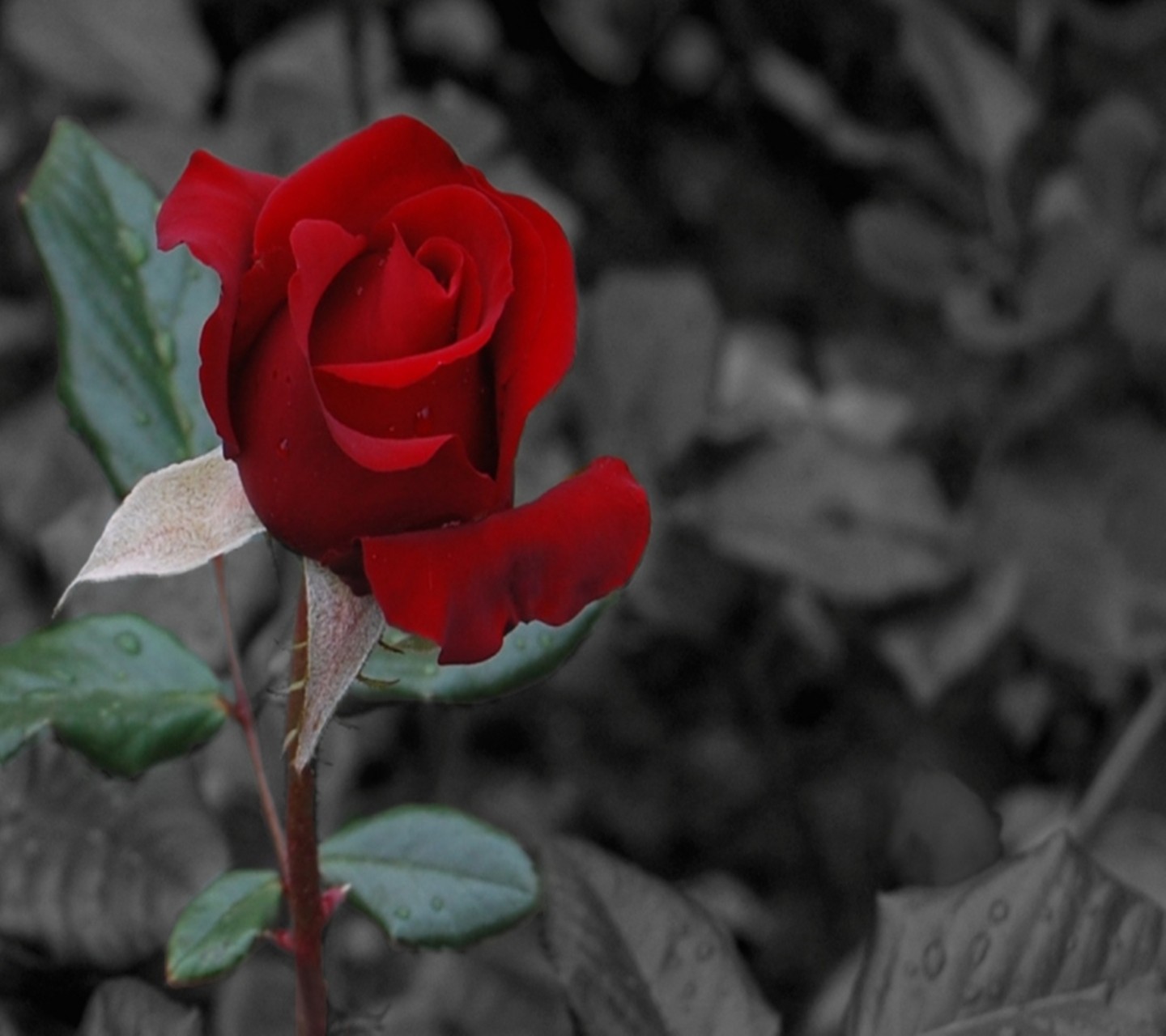 General 1440x1280 selective coloring rose red flowers flowers plants garden