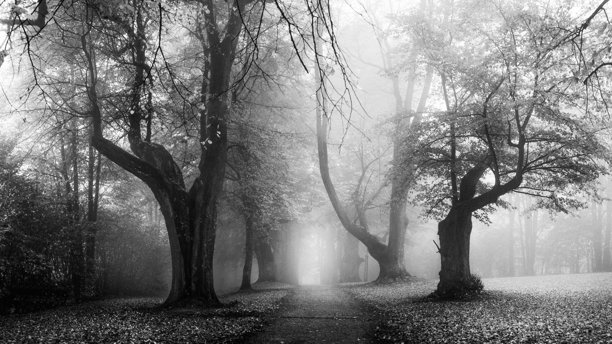 General 2048x1152 nature morning mist fall leaves old trees path dirt road monochrome Germany