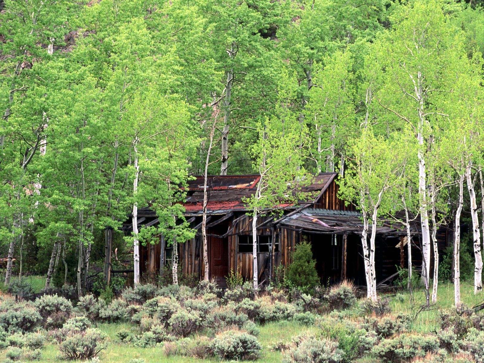 General 1600x1200 cottage trees birch abandoned cabin forest shrubbery green shrubs outdoors