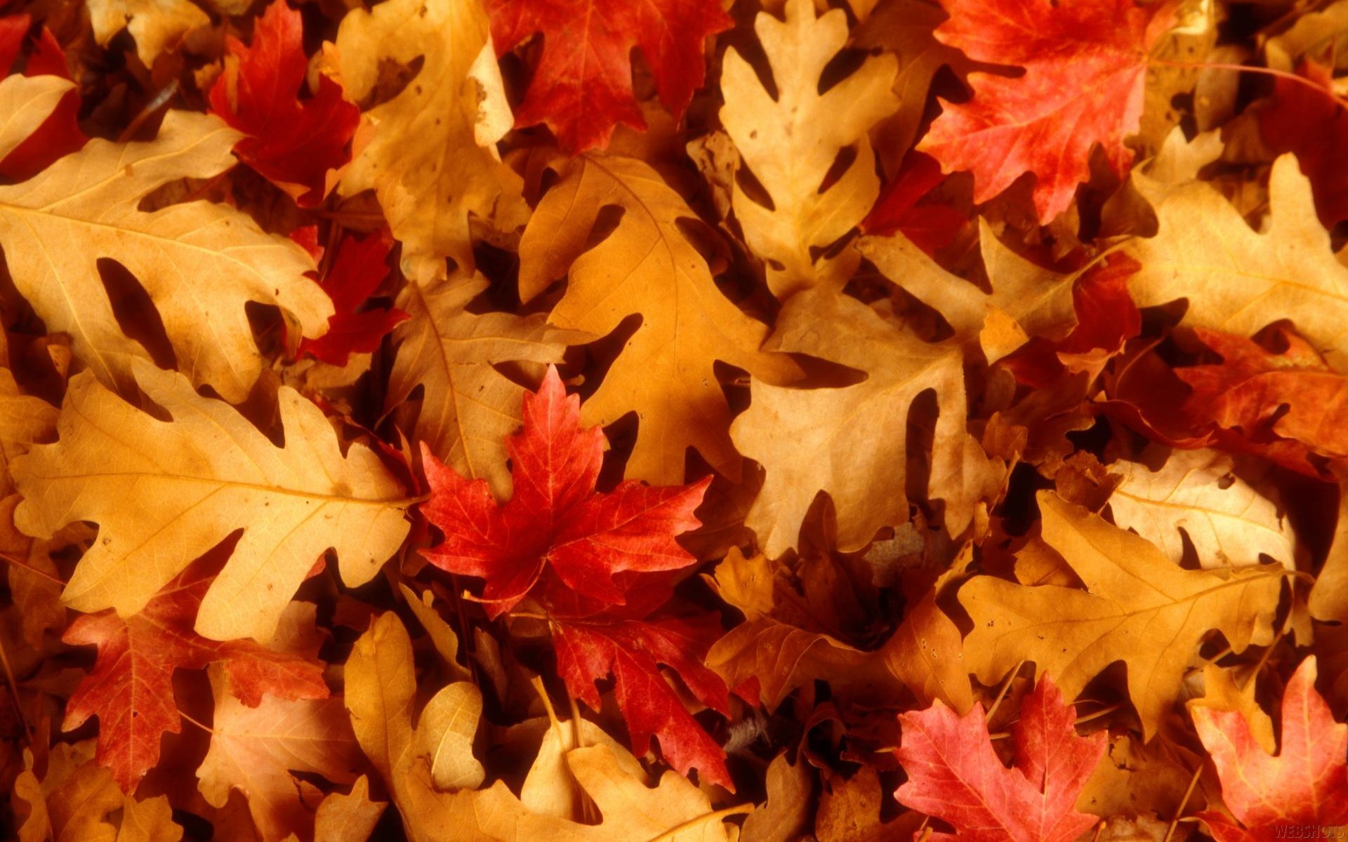 General 1920x1200 leaves fall fallen leaves red leaves plants closeup