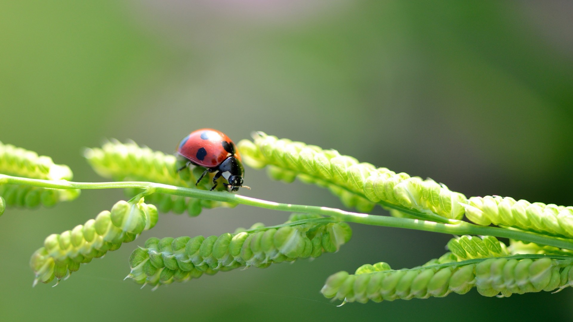 General 1920x1080 ladybugs plants nature insect animals green background closeup macro