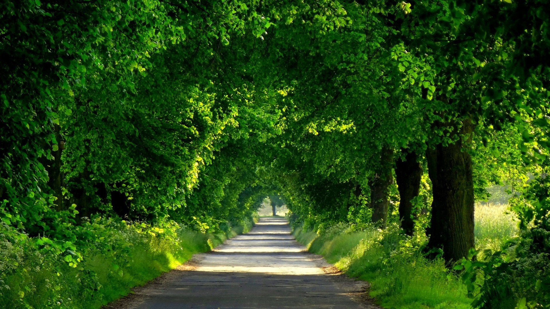 General 1920x1080 trees green foliage arch grass