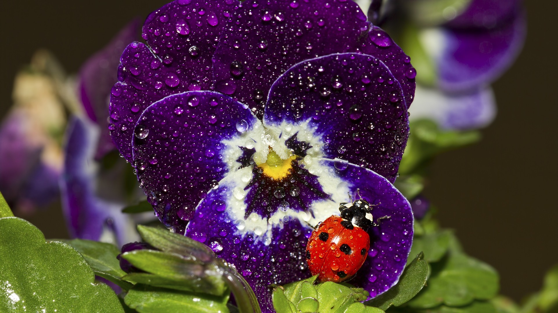 General 1920x1080 nature ladybugs insect macro flowers water drops purple flowers pansies animals plants