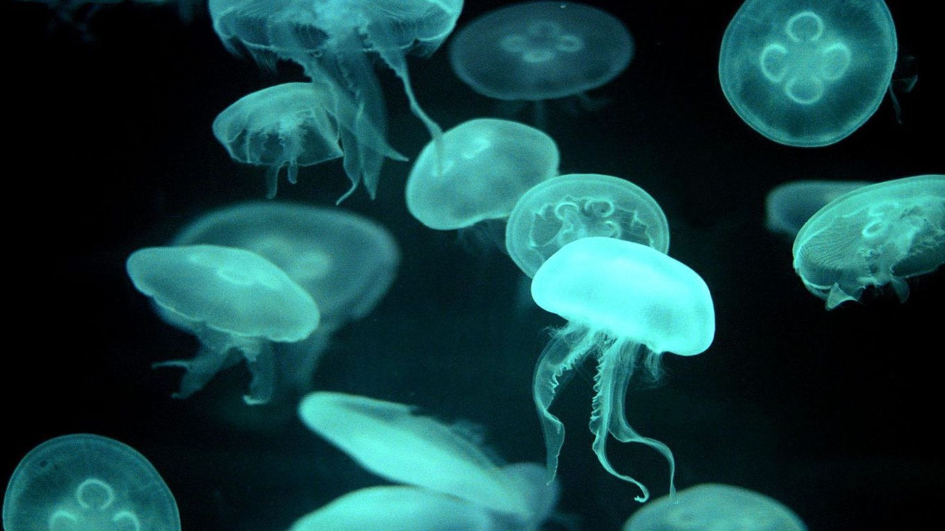 General 1920x1080 animals jellyfish sea life fluorescent cyan dark underwater