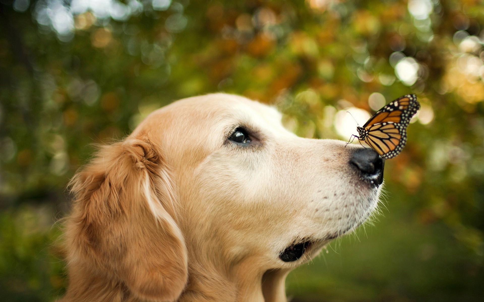 General 1920x1200 animals dog butterfly bokeh golden retrievers mammals outdoors insect closeup