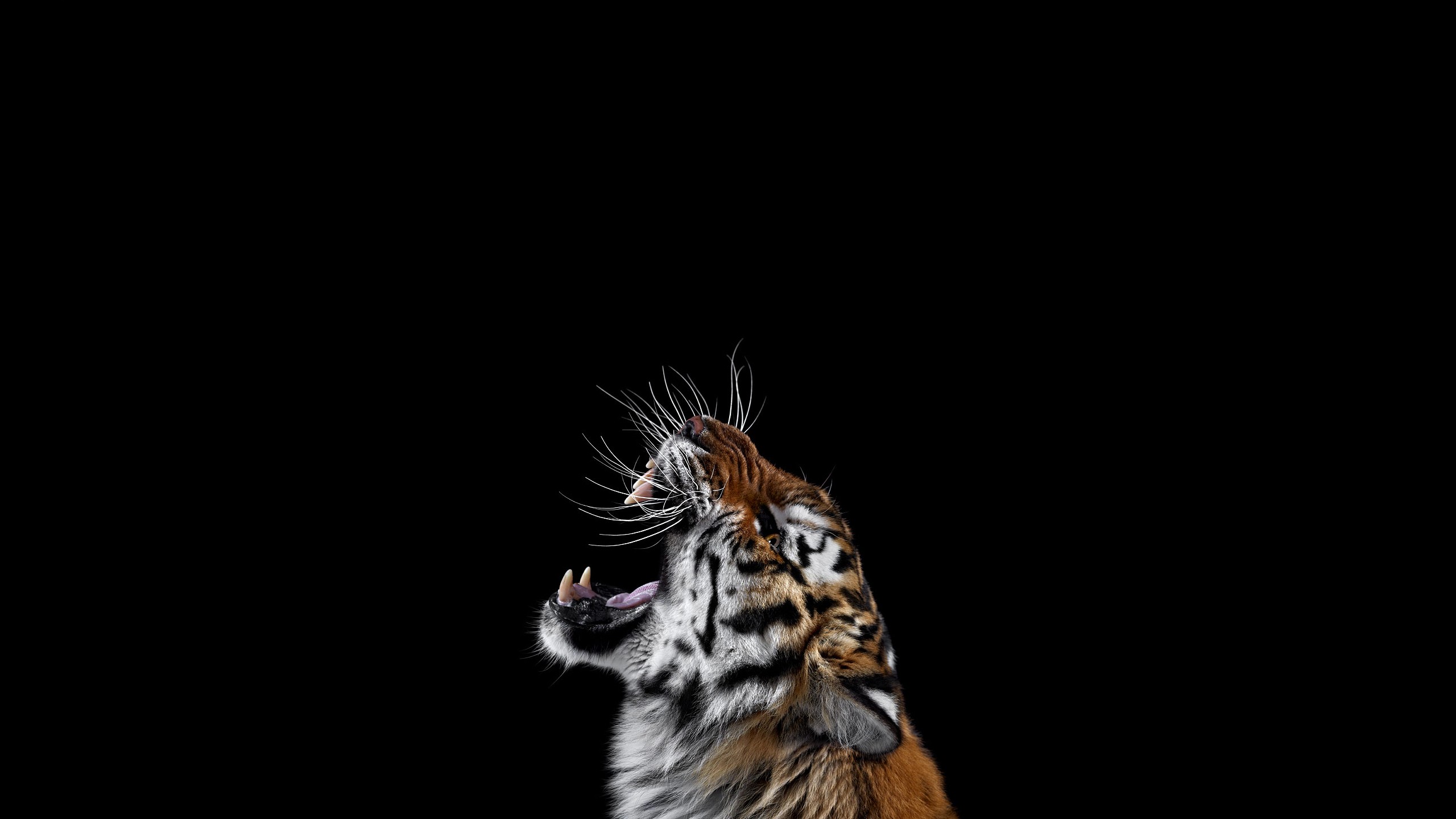 General 2560x1440 tiger simple background big cats animals mammals black background fangs