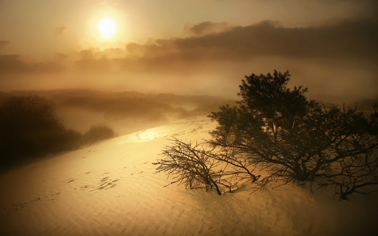 General 1230x768 nature landscape dunes shrubs mist sand clouds Belgium orange