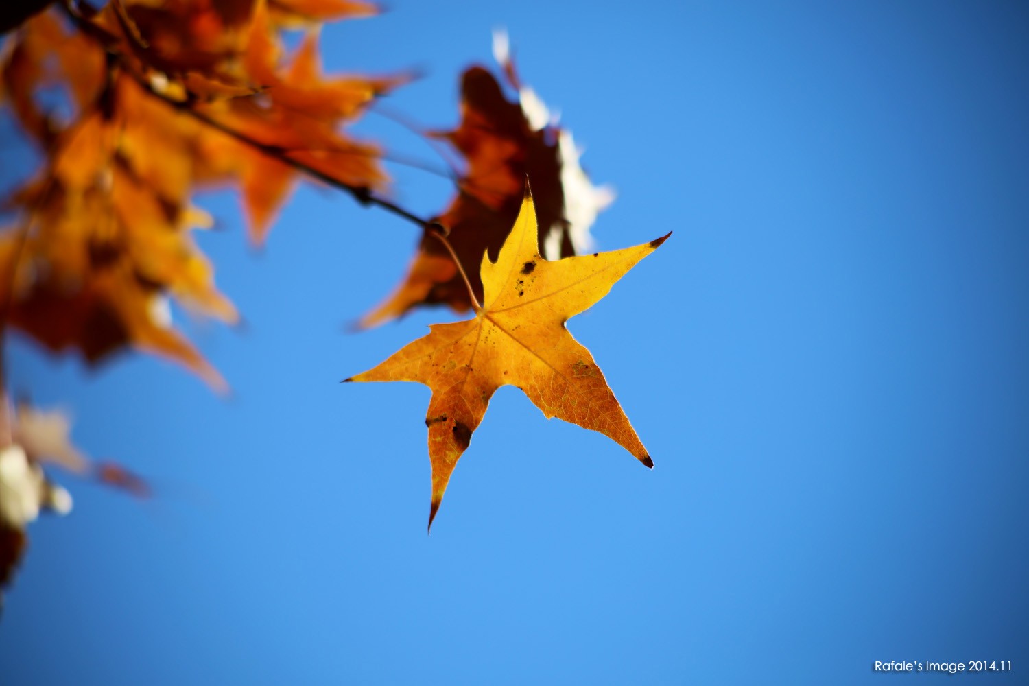 General 1500x1000 maple leaves leaves fall nature depth of field plants 2014 (Year)
