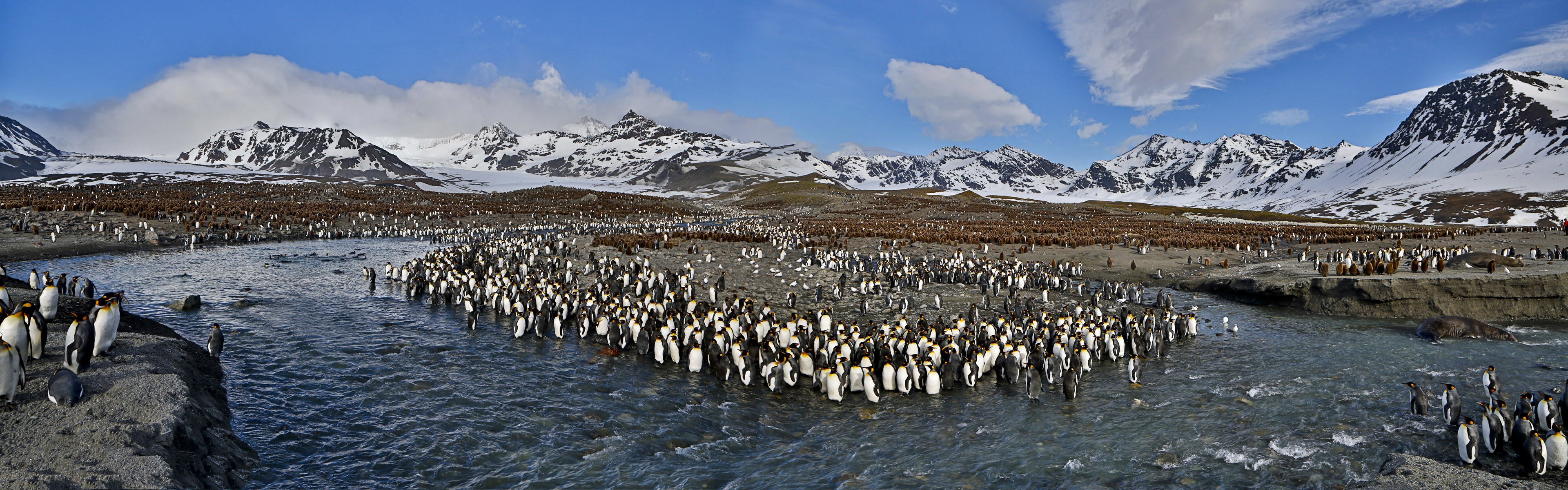 General 3840x1200 nature animals wildlife birds penguins landscape
