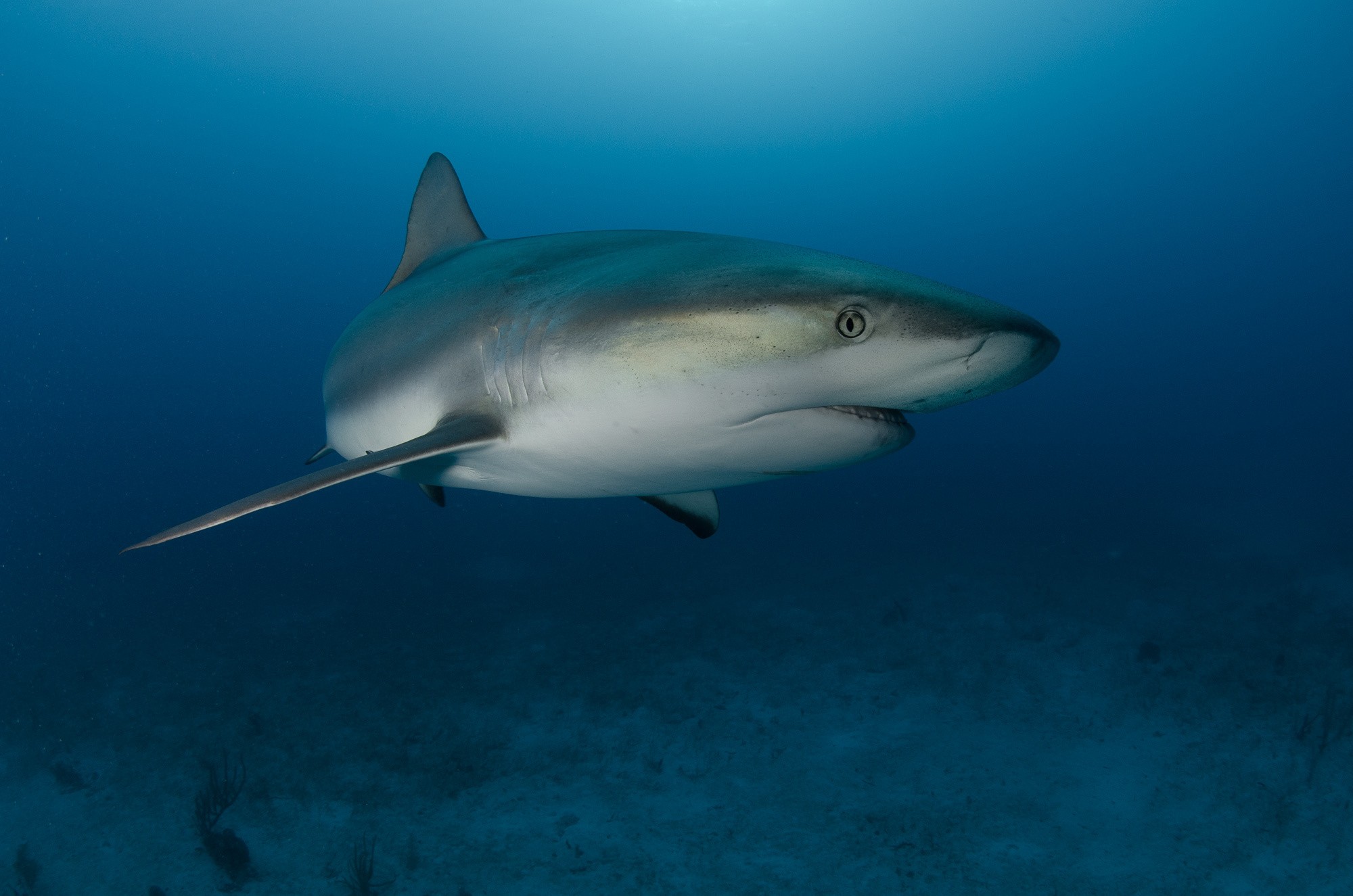 General 2000x1325 animals nature shark fish underwater sea life