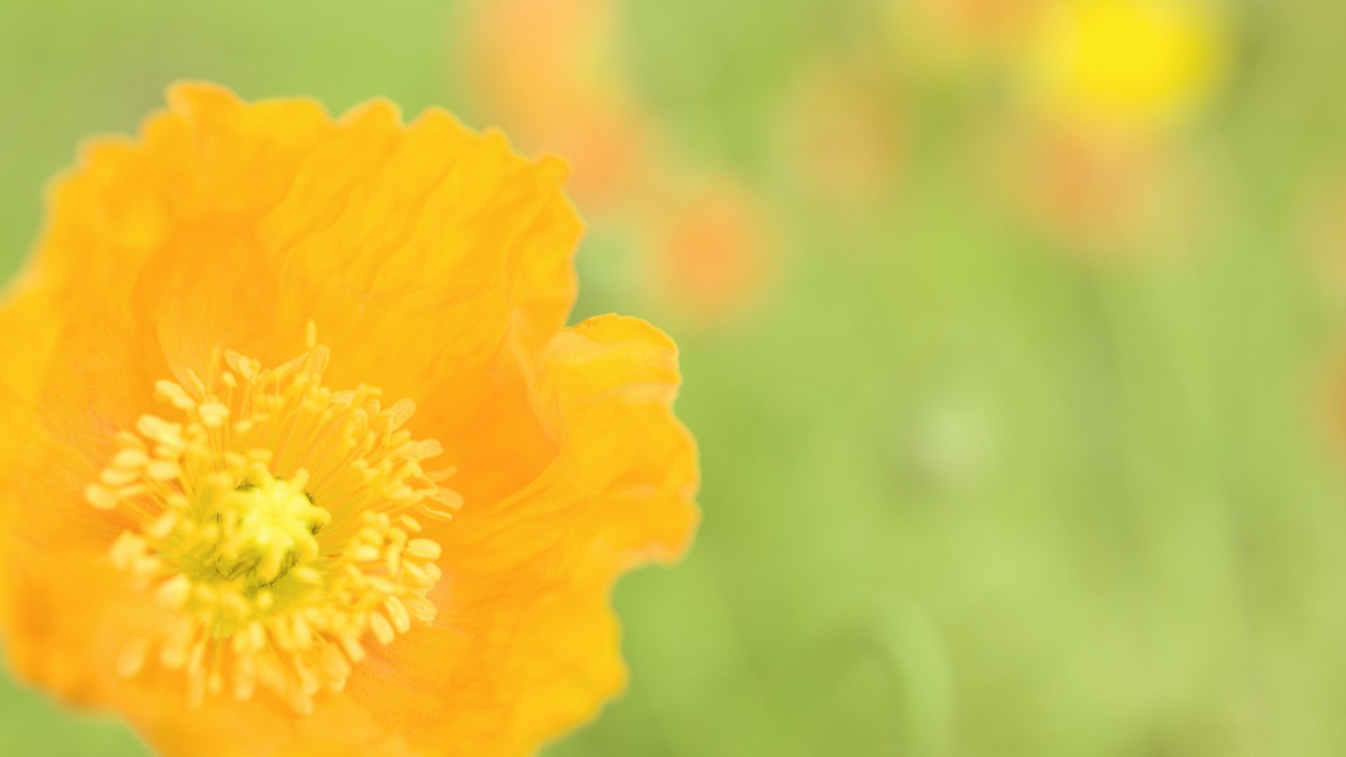 General 1920x1080 flowers poppies yellow flowers plants