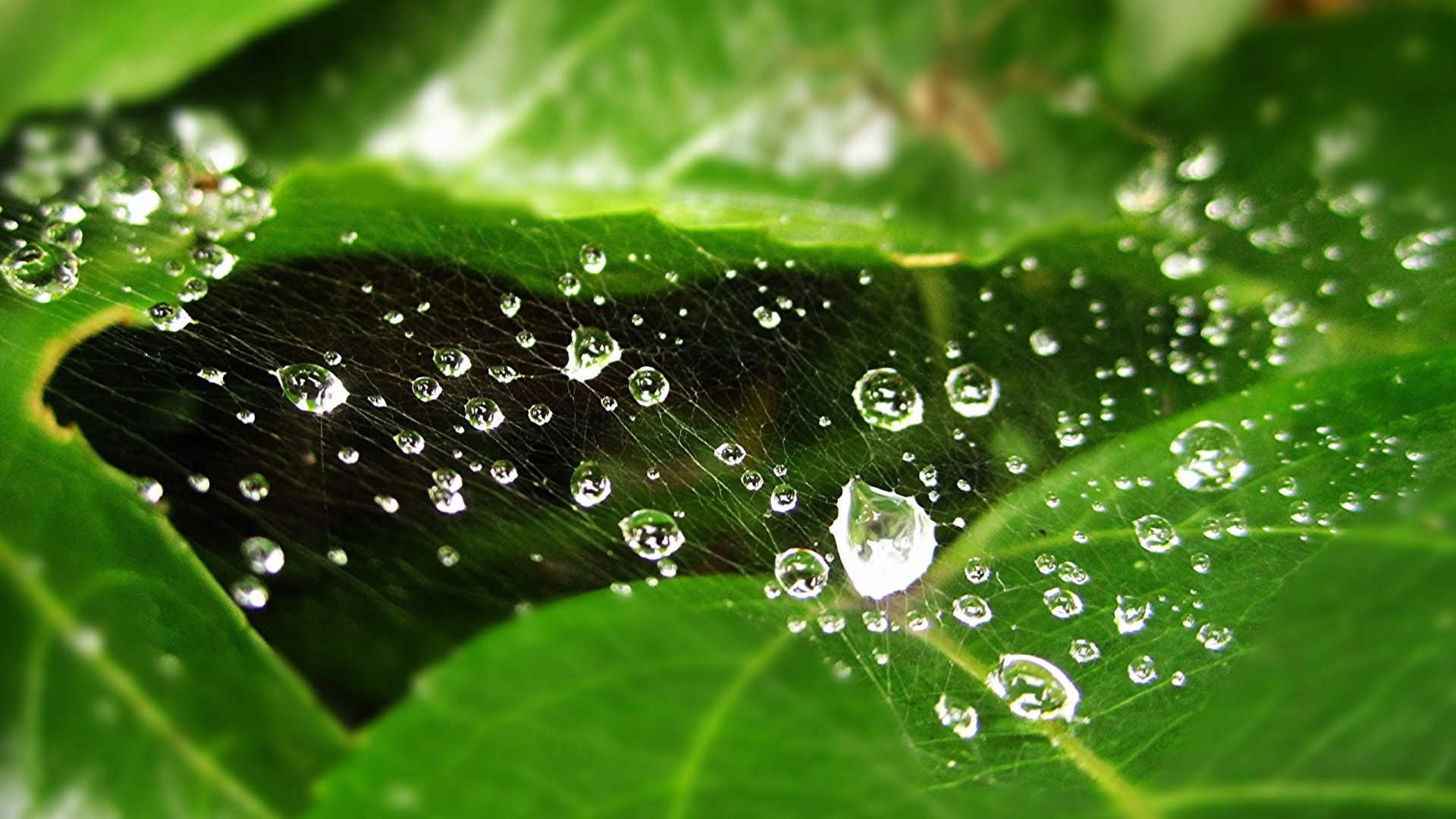 General 1920x1080 nature green water drops leaves detailed macro spiderwebs plants closeup