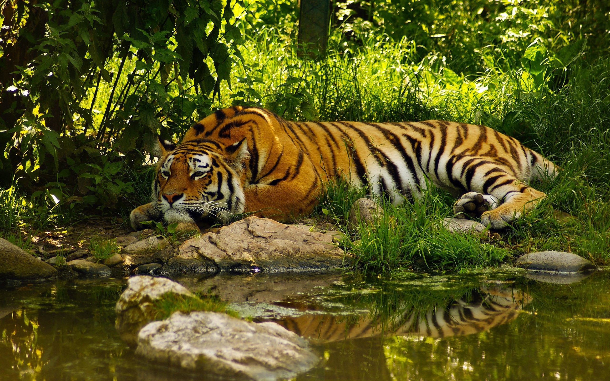 General 2560x1600 tiger jungle animals pond mammals big cats