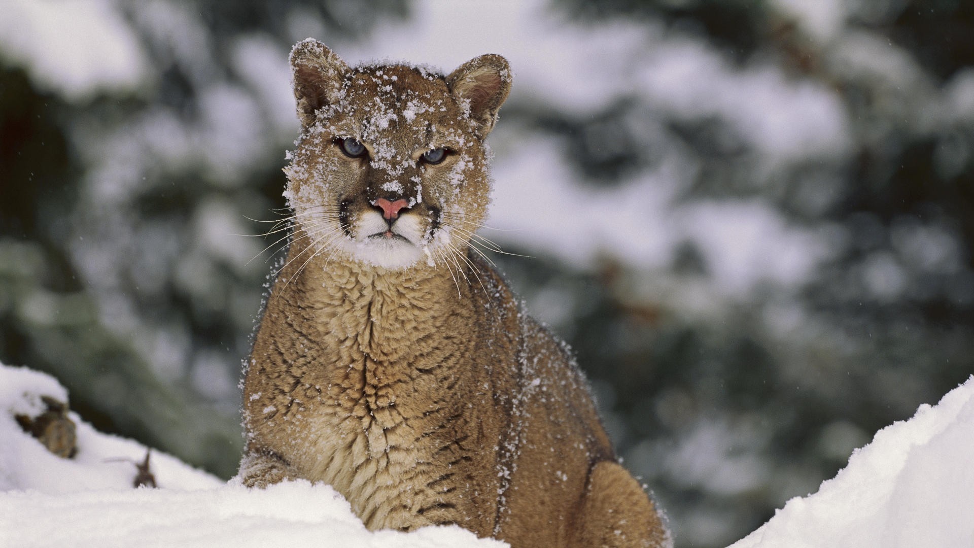 General 1920x1080 Puma animals mammals snow wildlife big cats winter outdoors