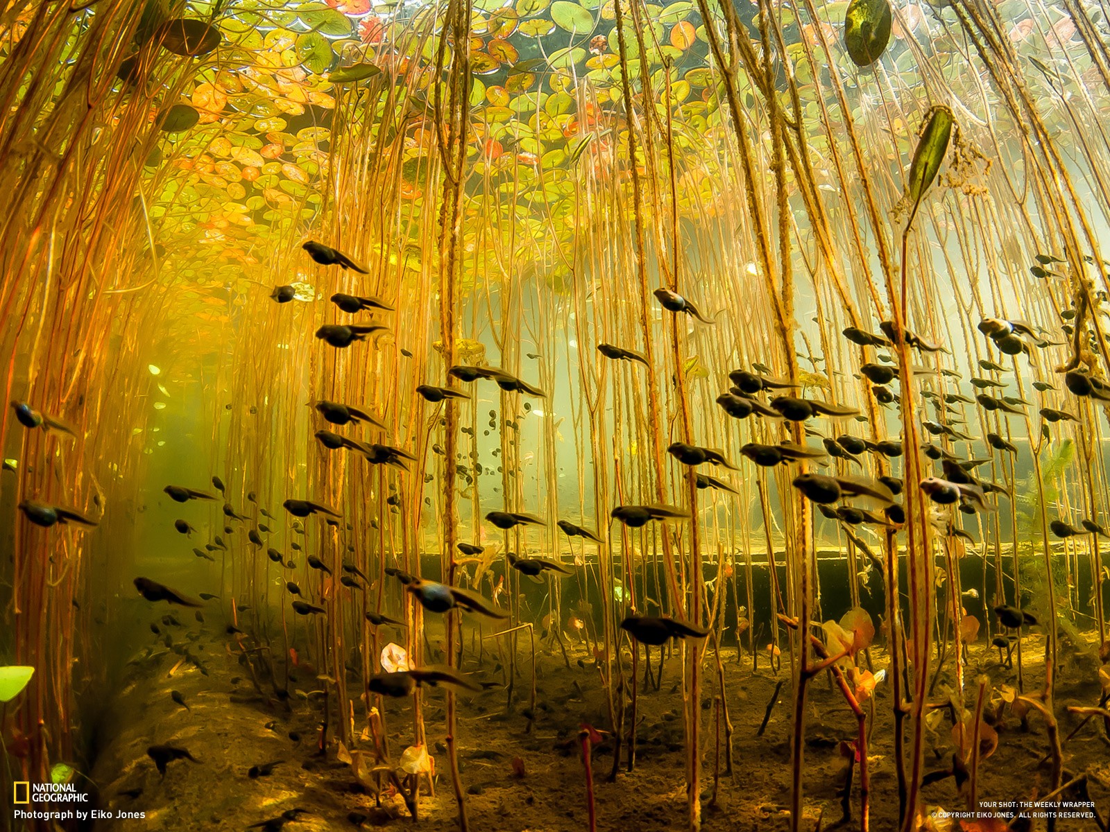 General 1600x1200 Tadpoles animals plants National Geographic