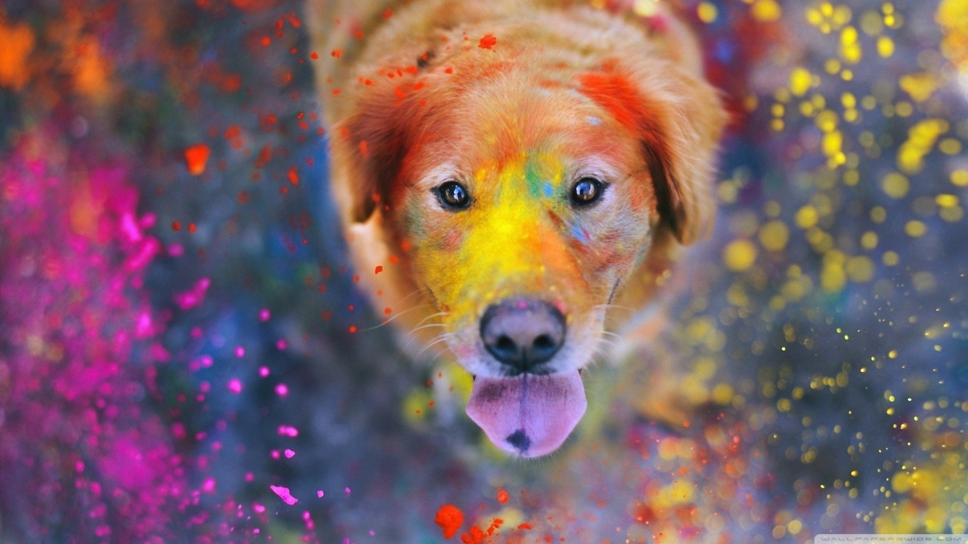 General 1920x1080 animals dog paint splatter colorful tongues bokeh dust Labrador Retriever looking at viewer looking up photography mammals watermarked