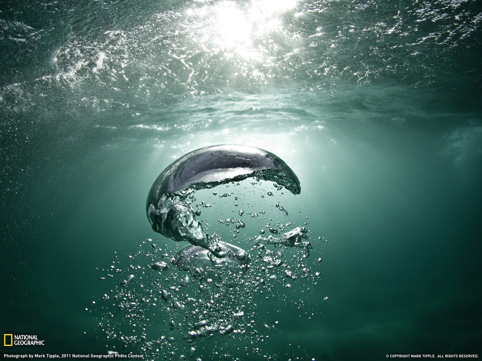 General 1600x1200 water sea underwater National Geographic bubbles 2011 (Year) nature
