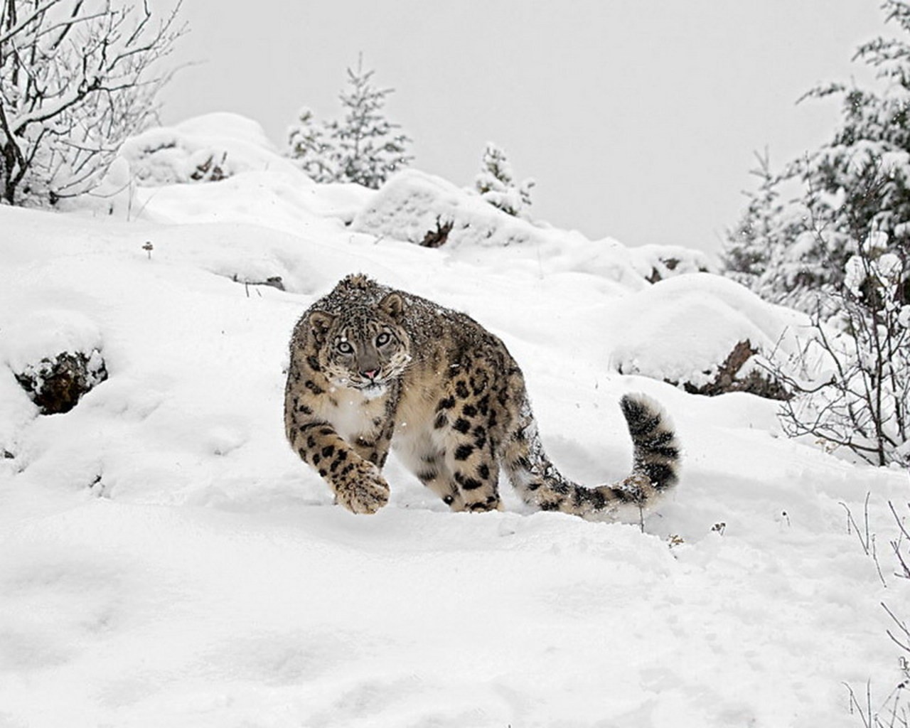 General 1280x1024 animals snow big cats mammals winter outdoors