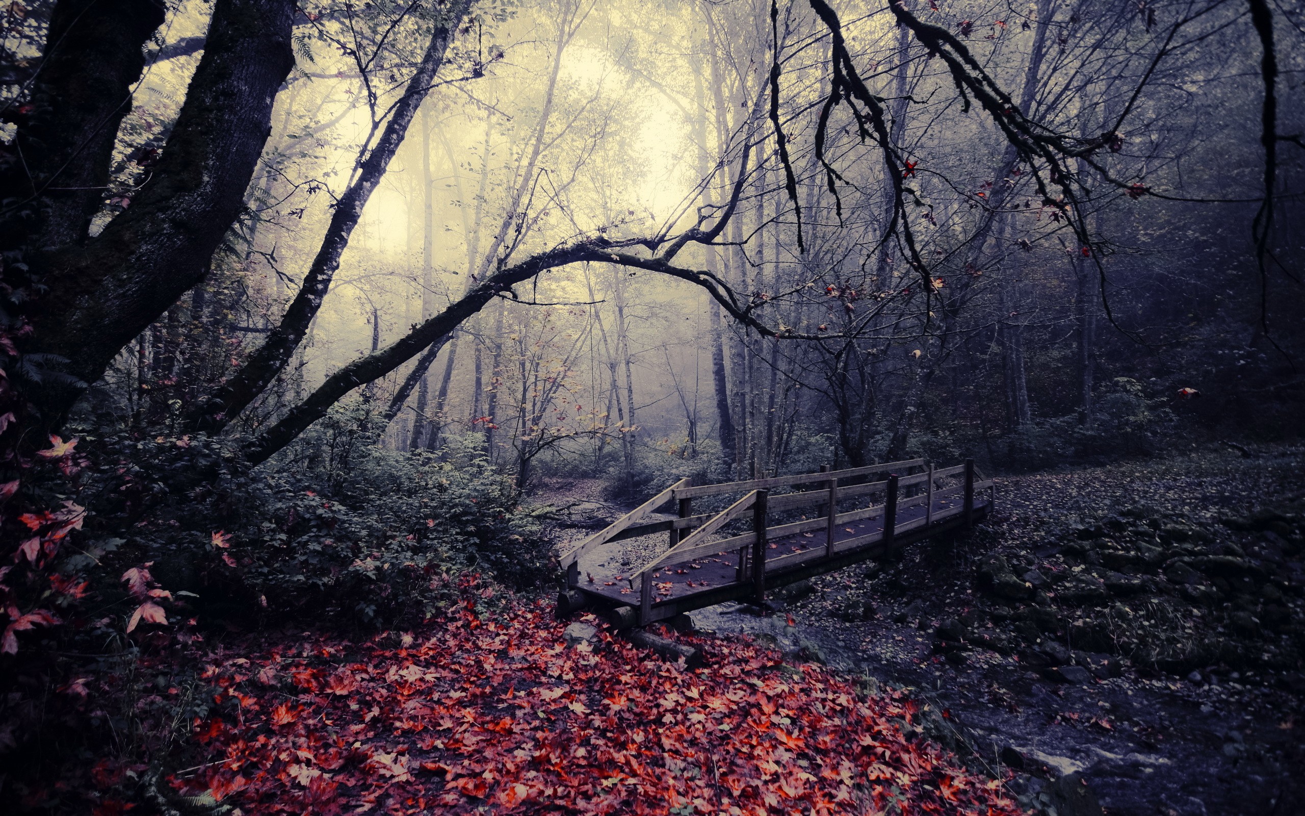 General 2560x1600 nature landscape leaves bridge trees river fallen leaves fall forest outdoors gloomy