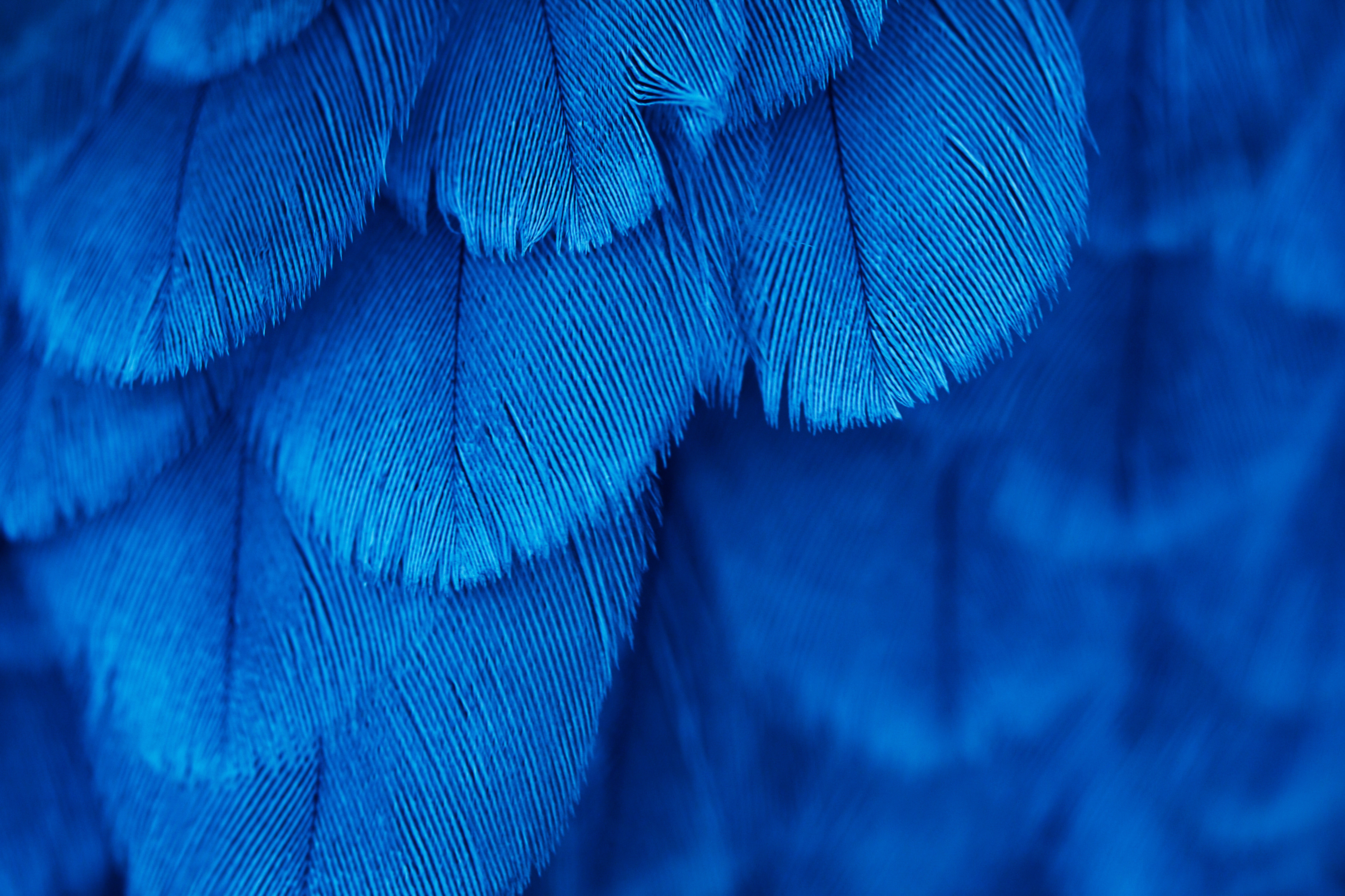 General 7240x4826 macro feathers blue texture