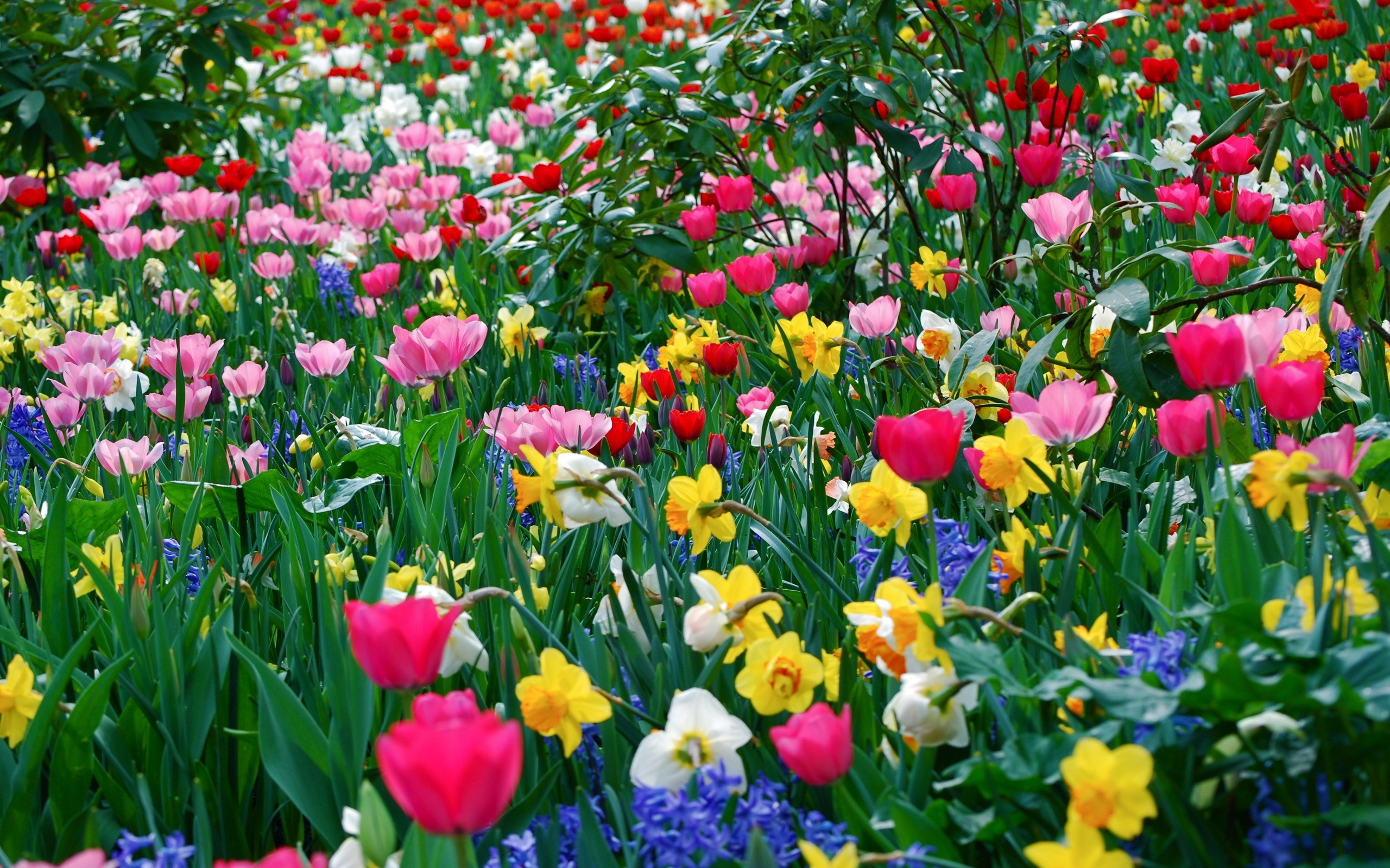 General 2560x1600 flowers garden tulips daffodils pink flowers spring plants colorful