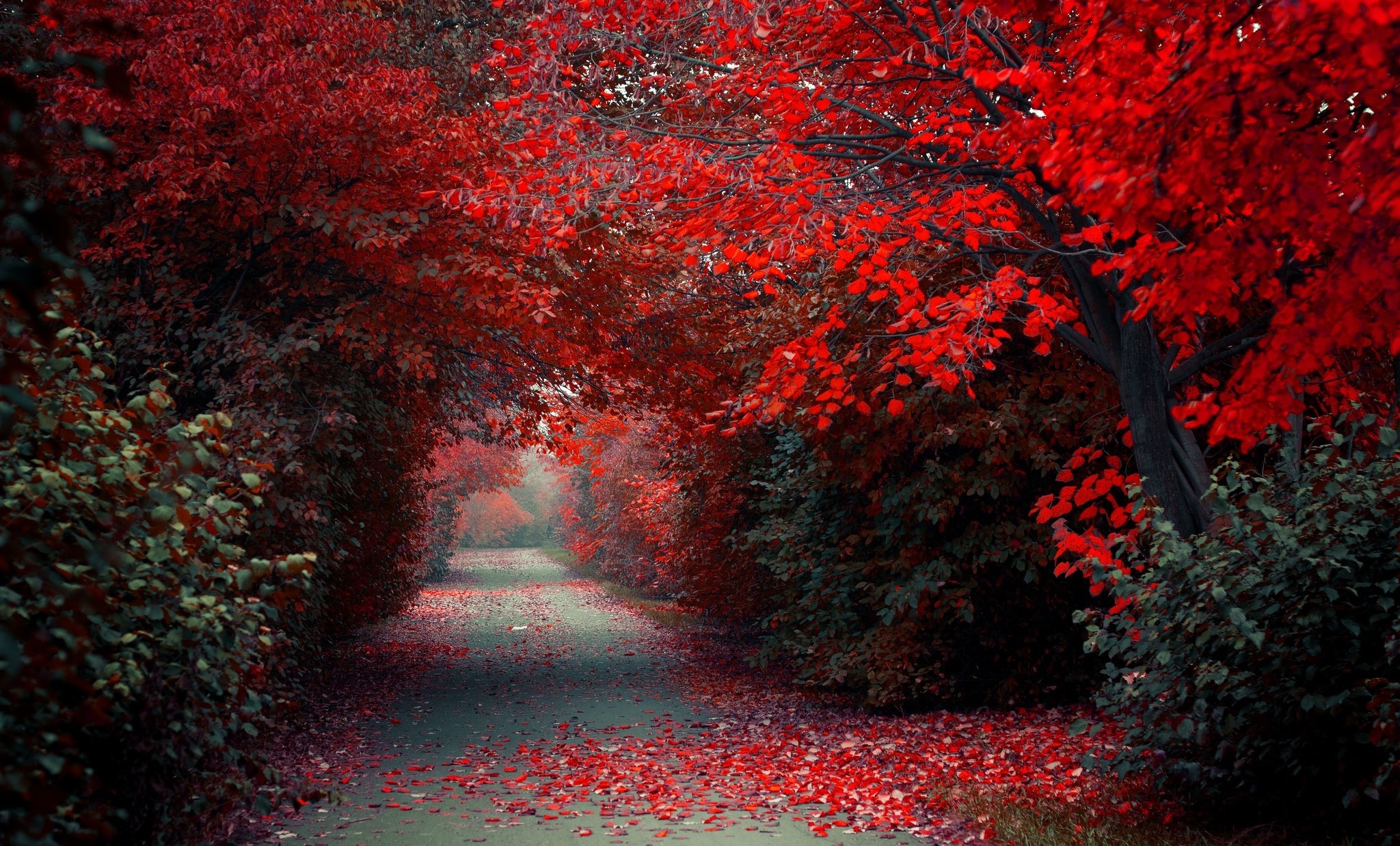 General 2048x1238 path trees red fall selective coloring outdoors park