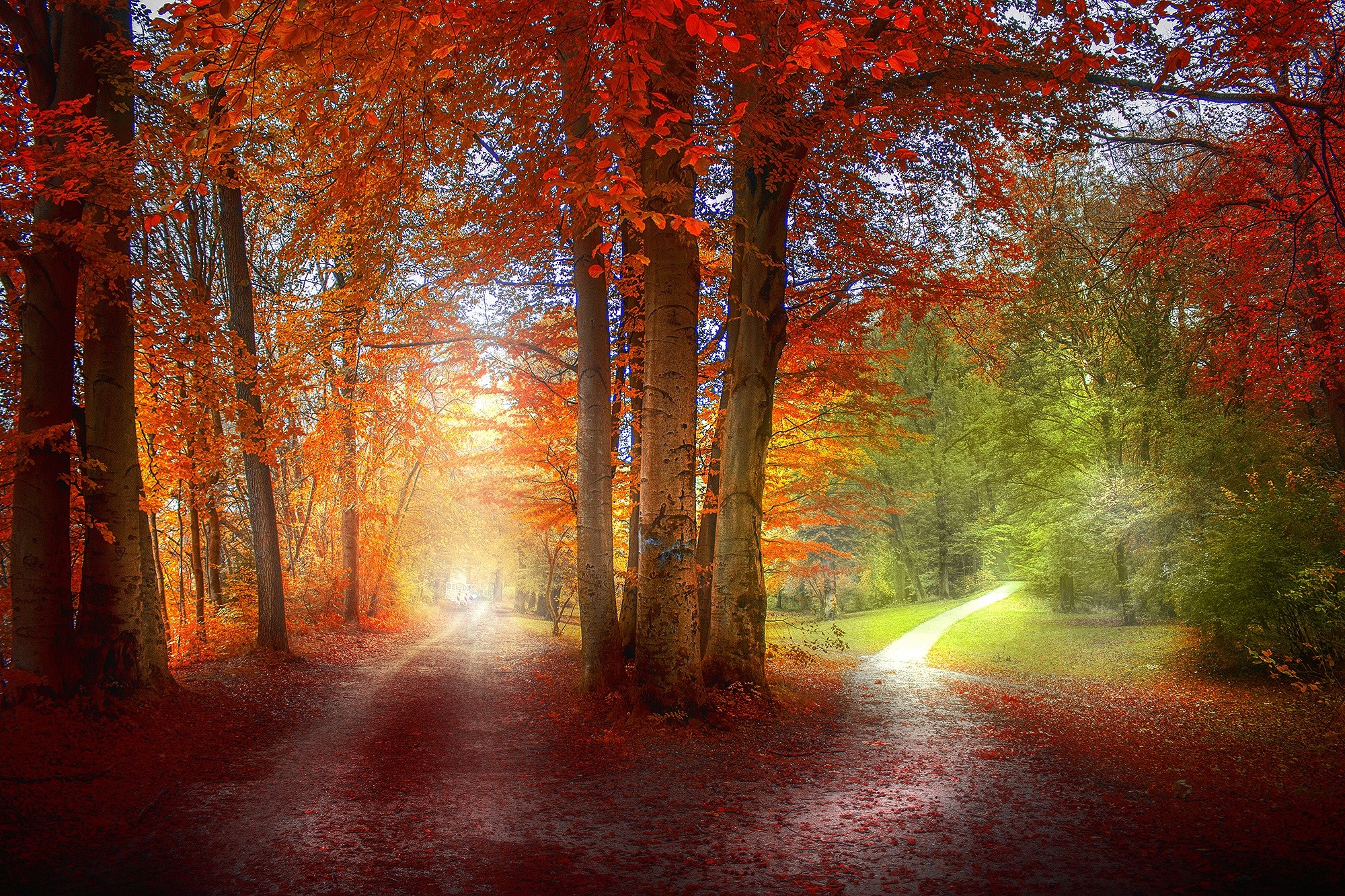 General 2000x1333 grass path red green orange nature landscape trees fall leaves